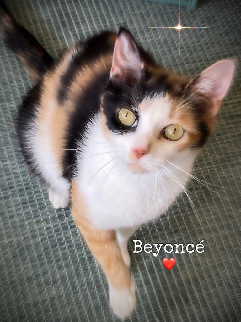 Beyonce, Adult Female unknown