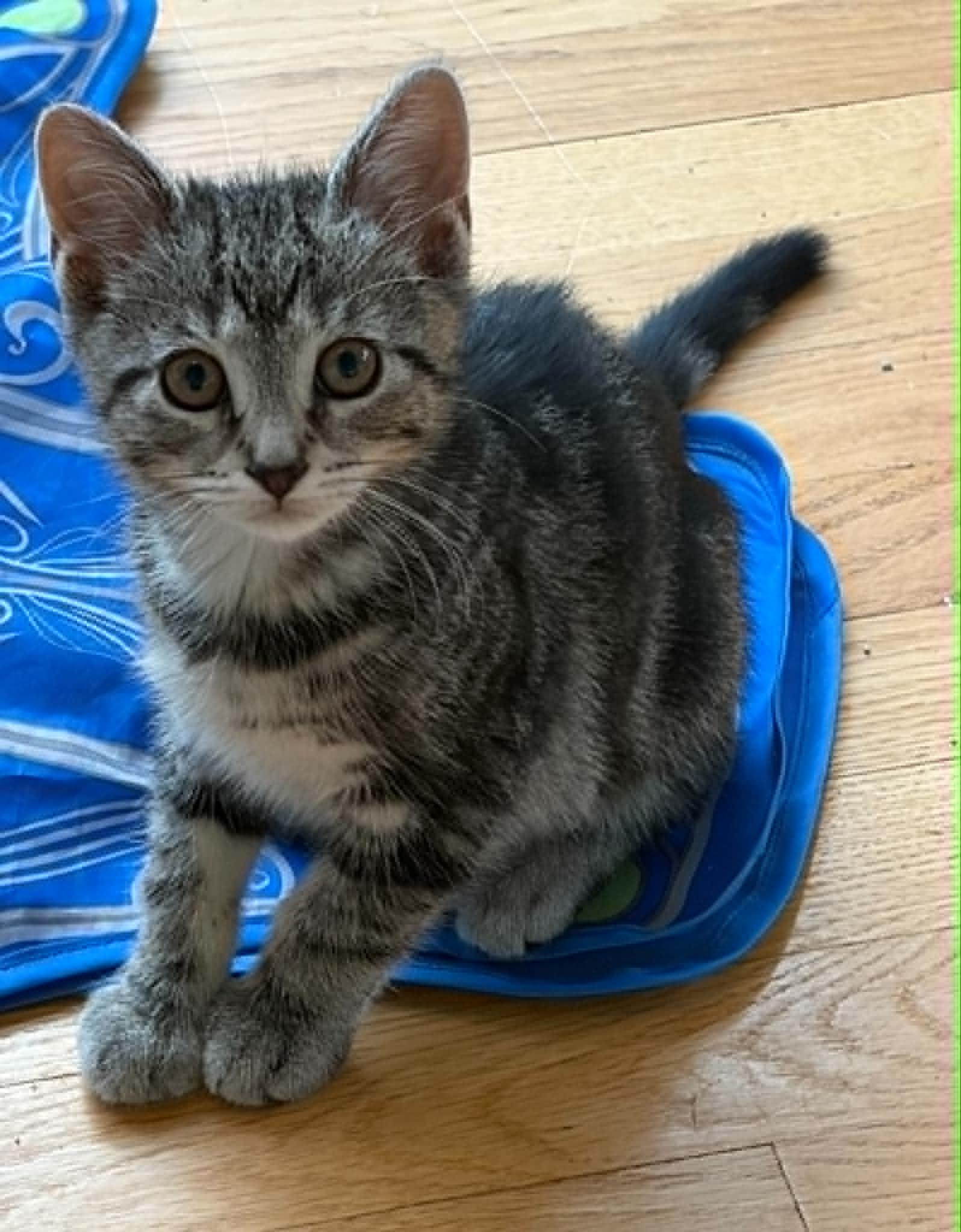 Enlarge Cinnabon, a ADOPTABLE Tabby in Warren, NJ image 2/2