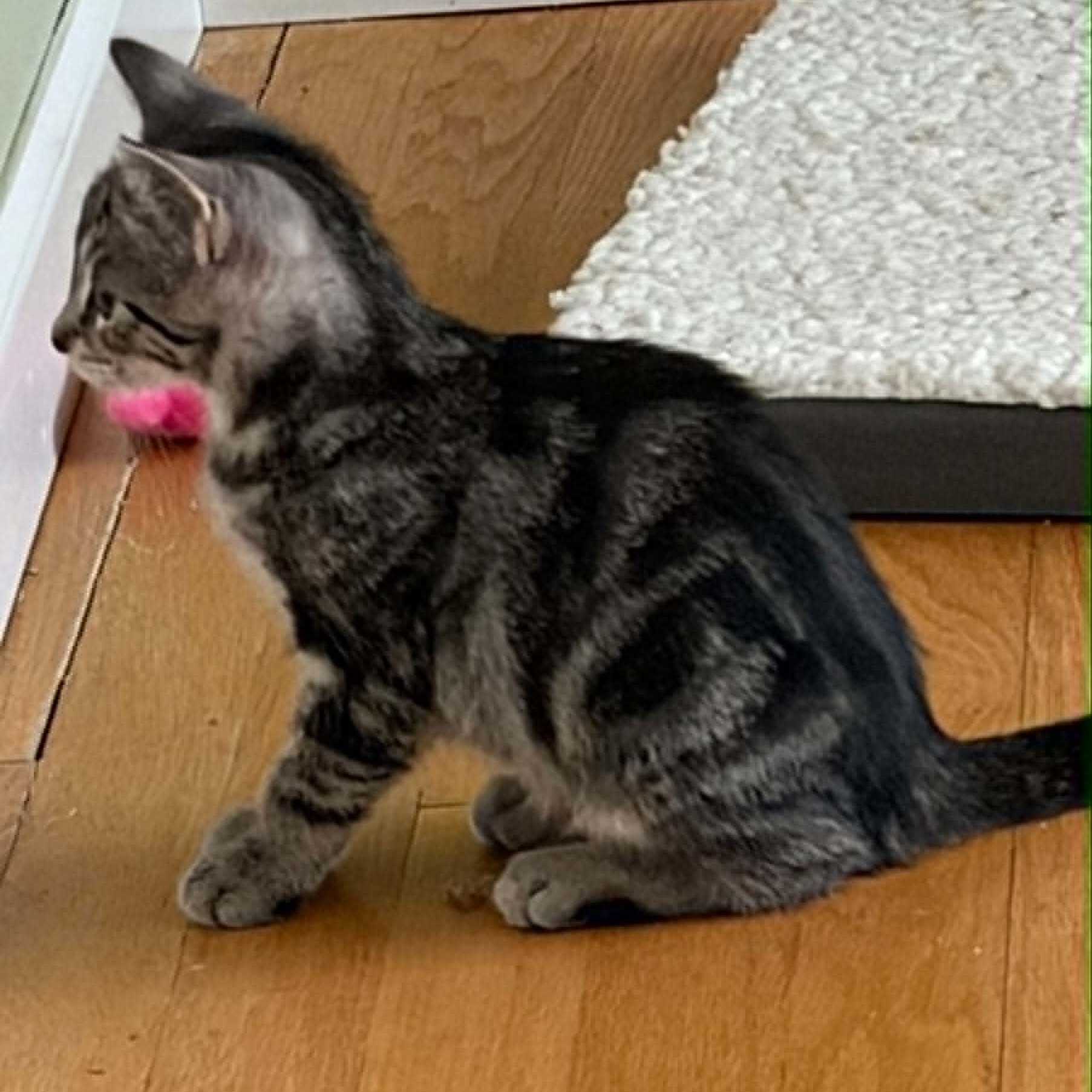 Enlarge Cinnabon, a ADOPTABLE Tabby in Warren, NJ image 1/2