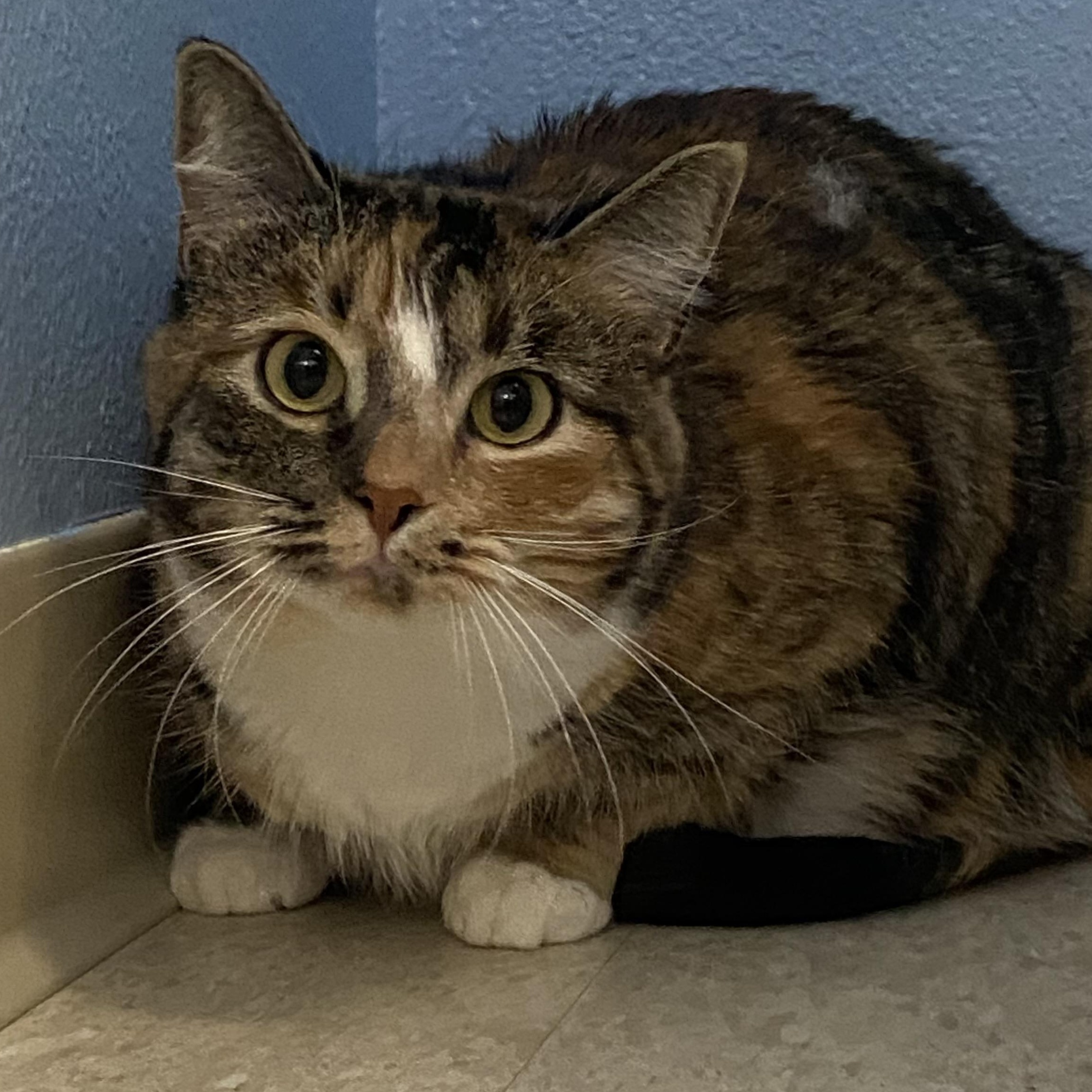 Cali, Adoptable, Adult Female Calico.