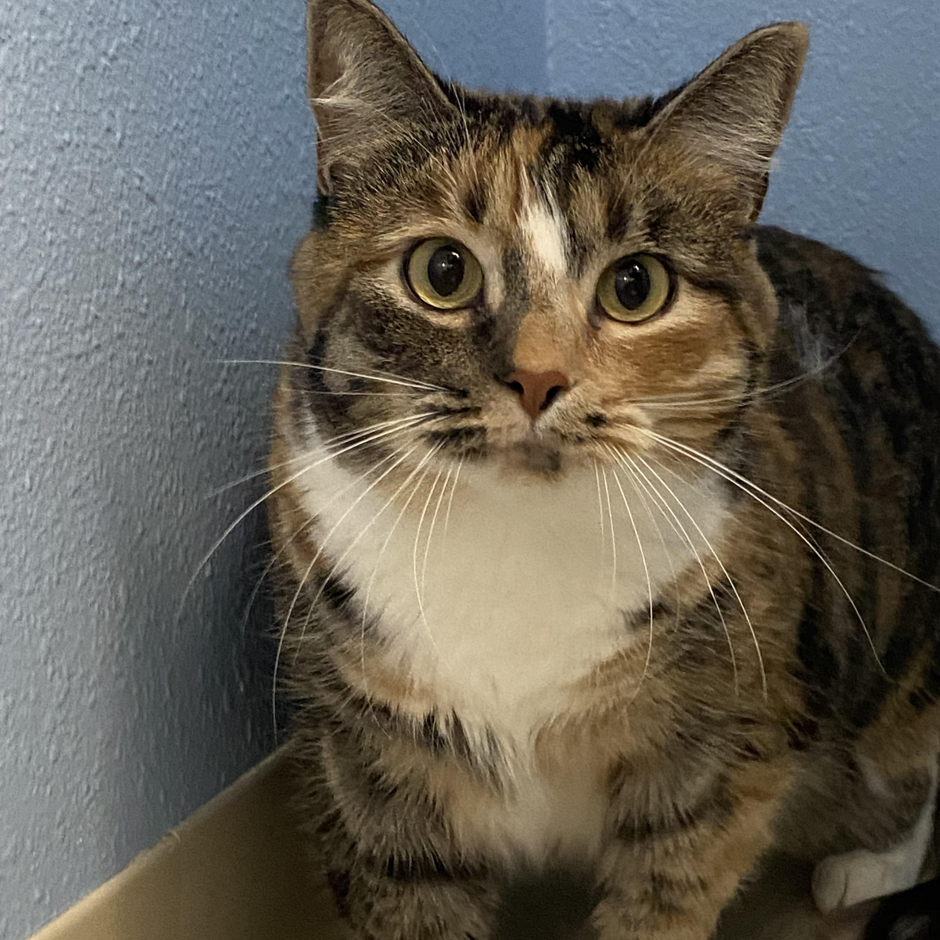 Cali, a Adoptable Calico in Choteau, MT image 2/2