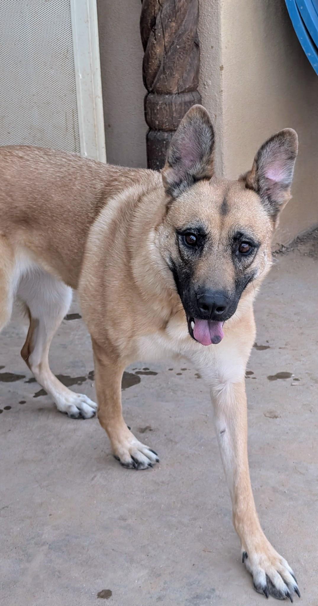 JANIE, Adoptable, Adult Female Shepherd.