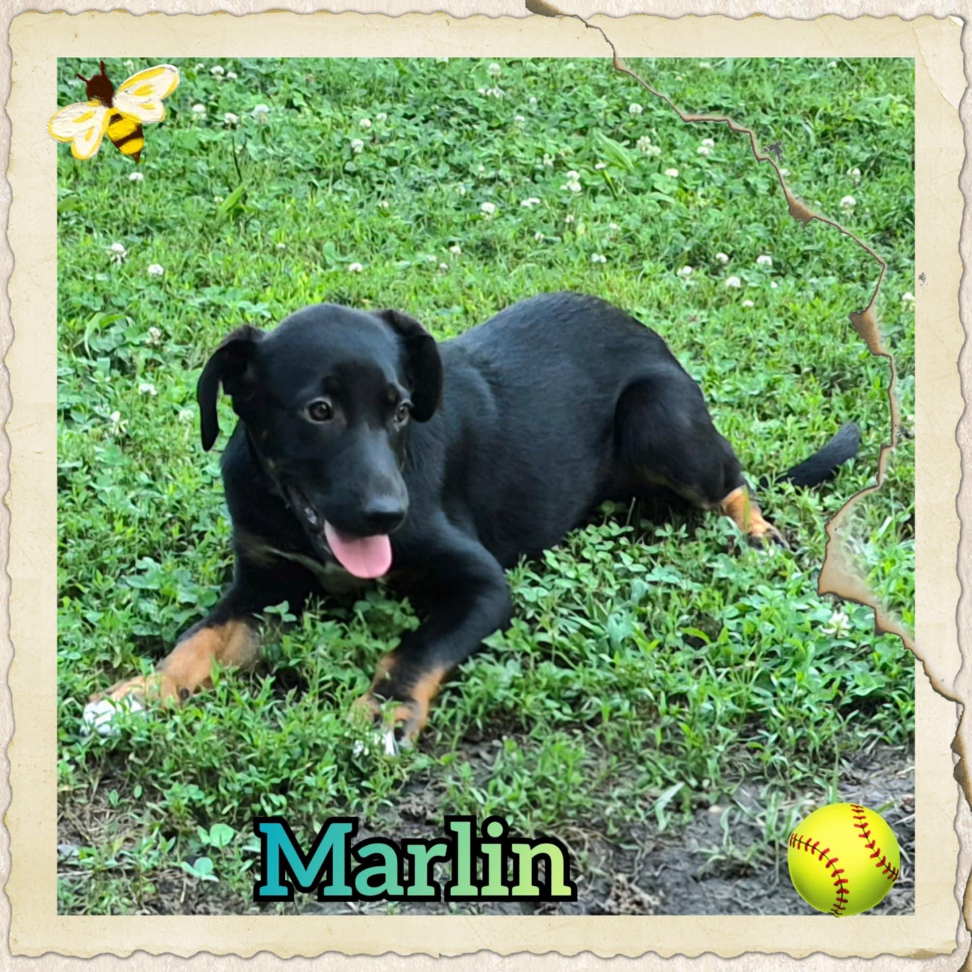 Marlin photo 5