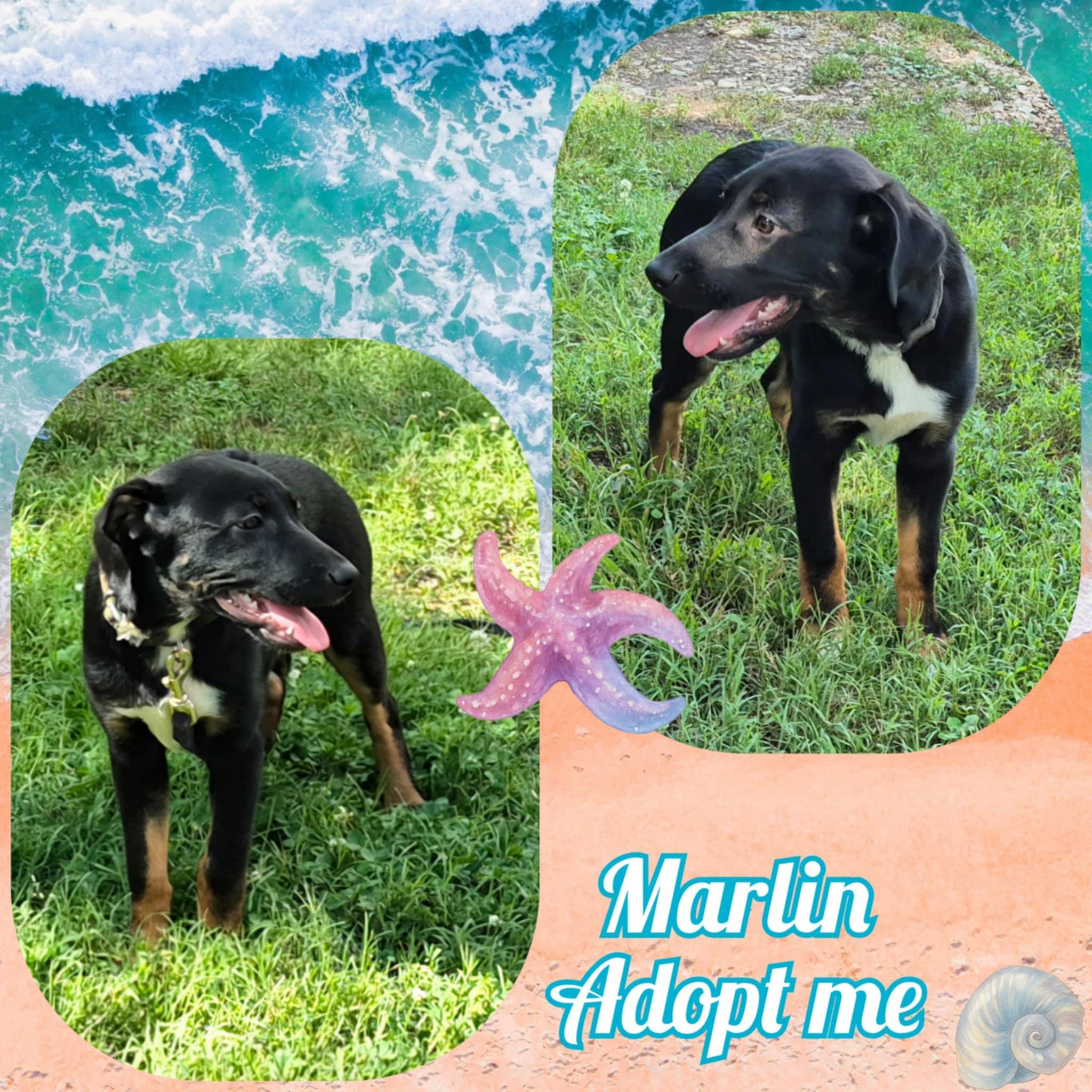 Marlin photo 4