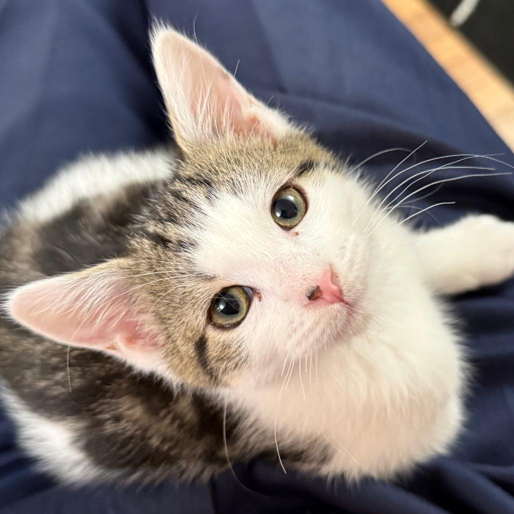 Enlarge Wally in Vienna, VA, a Adoptable Domestic Short Hair in Falls Church, VA image 1/3