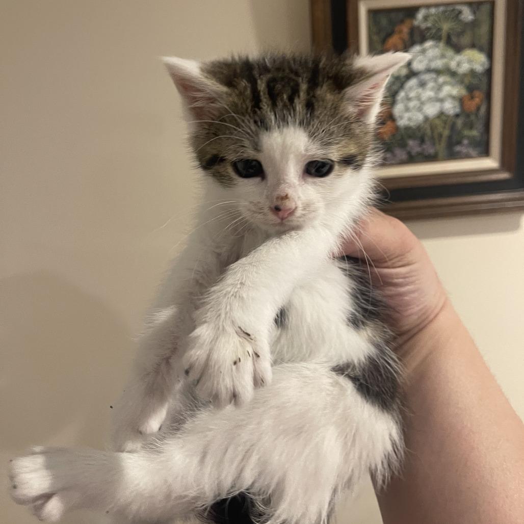Wally in Vienna, VA, Adoptable, Kitten Male Domestic Short Hair.
