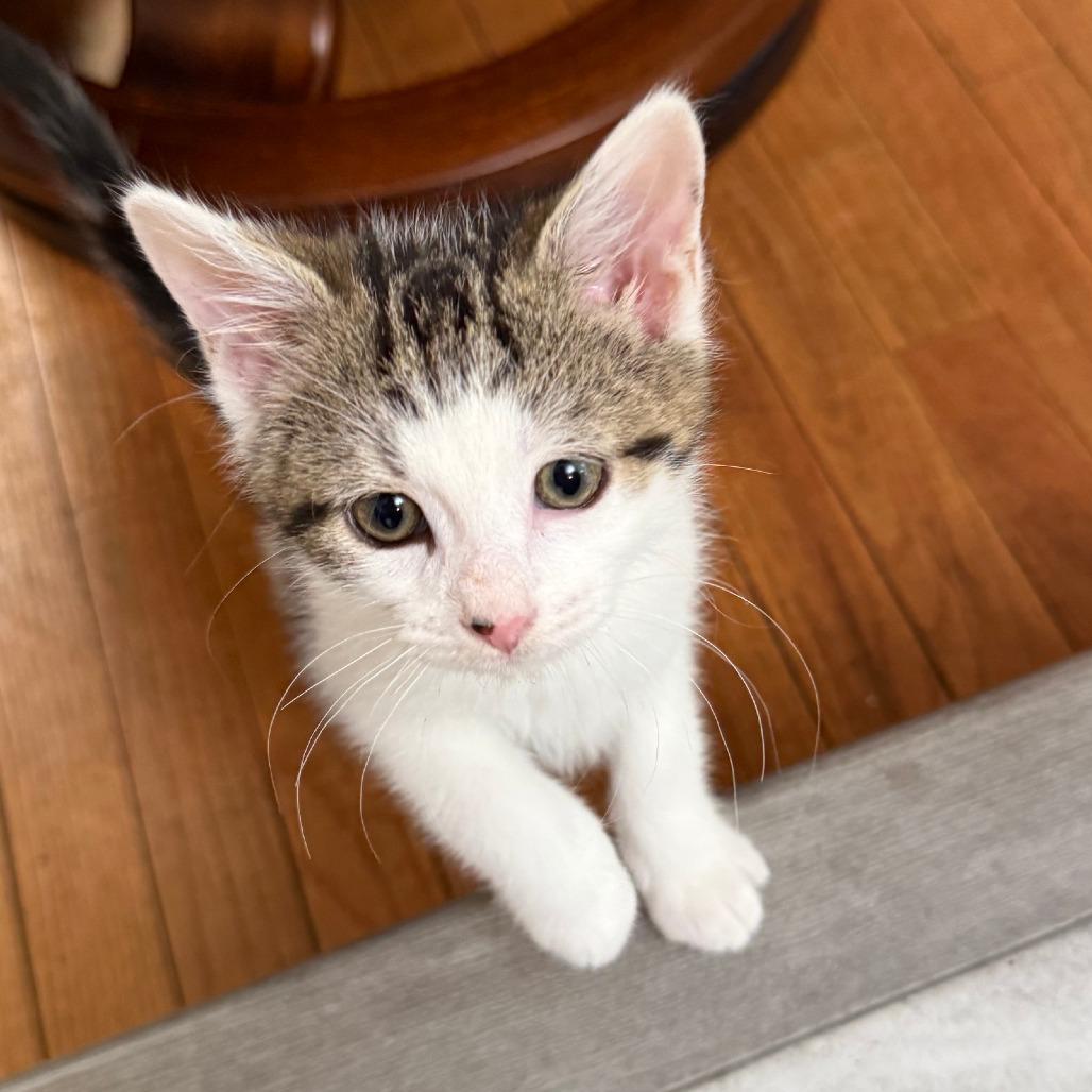 Enlarge Wally in Vienna, VA, a Adoptable Domestic Short Hair in Falls Church, VA image 3/3