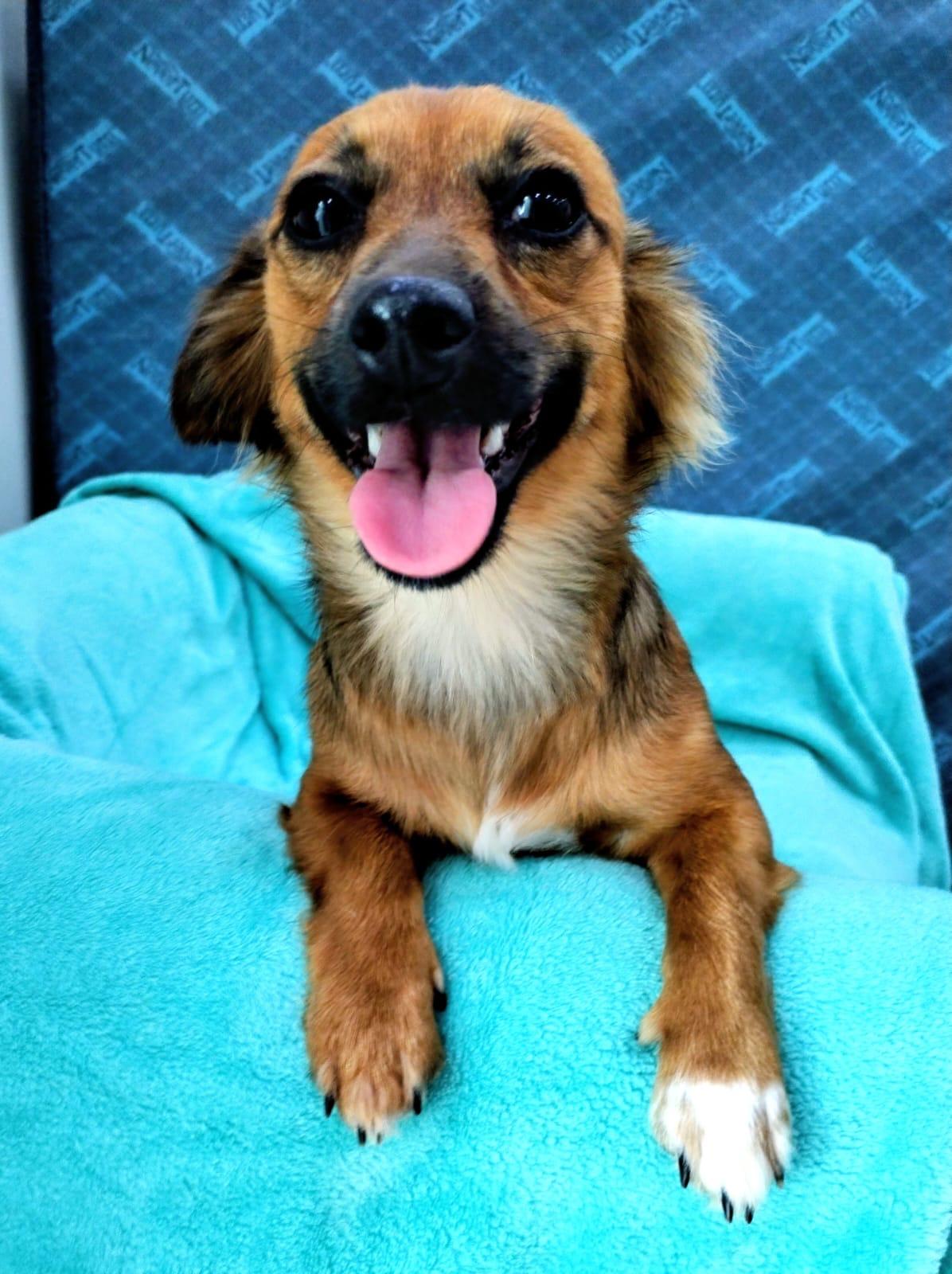 Sansa, a Adoptable mixed breed in Capitol Heights , MD image 1/6