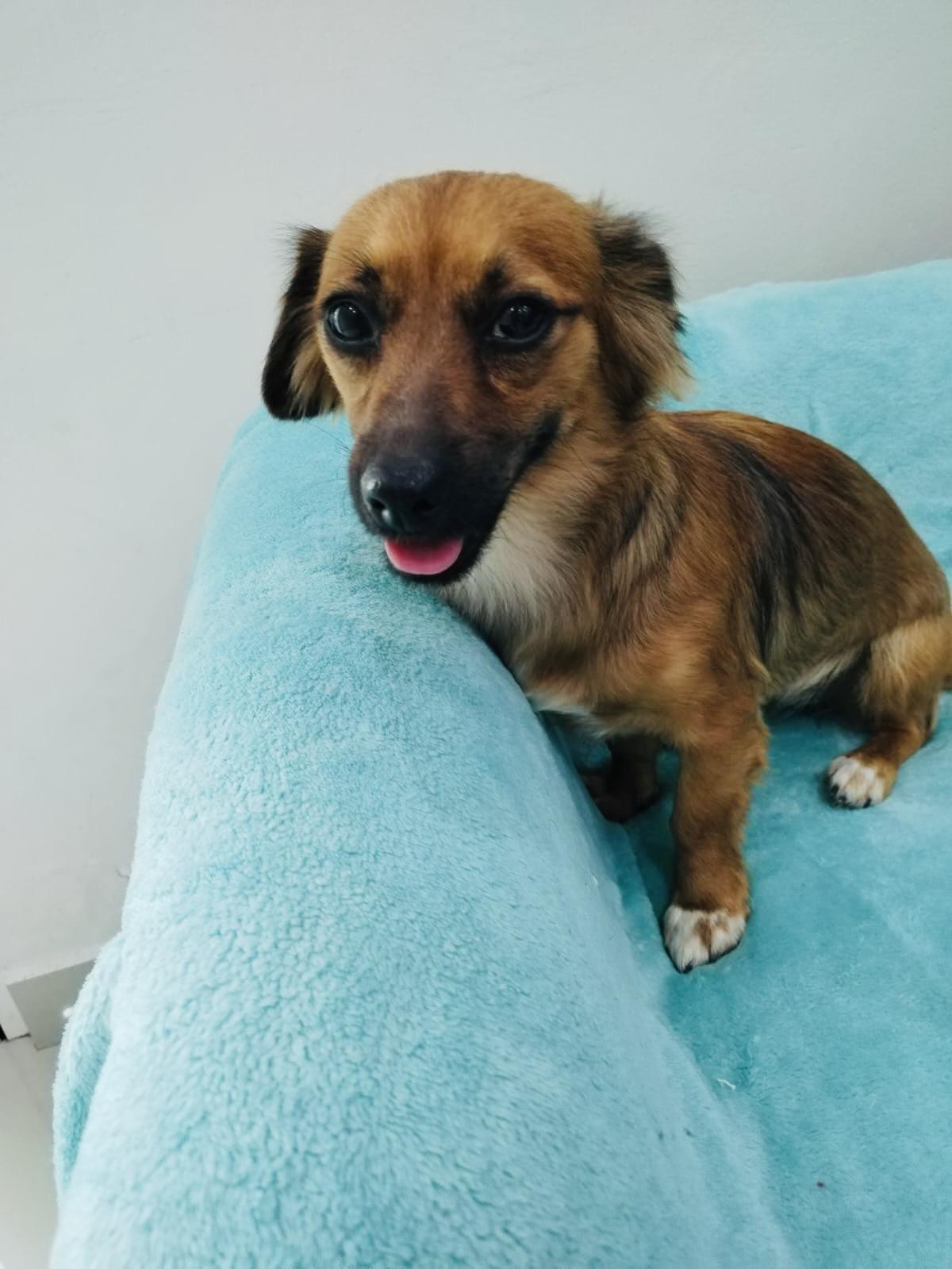 Sansa, a Adoptable mixed breed in Capitol Heights , MD image 4/6