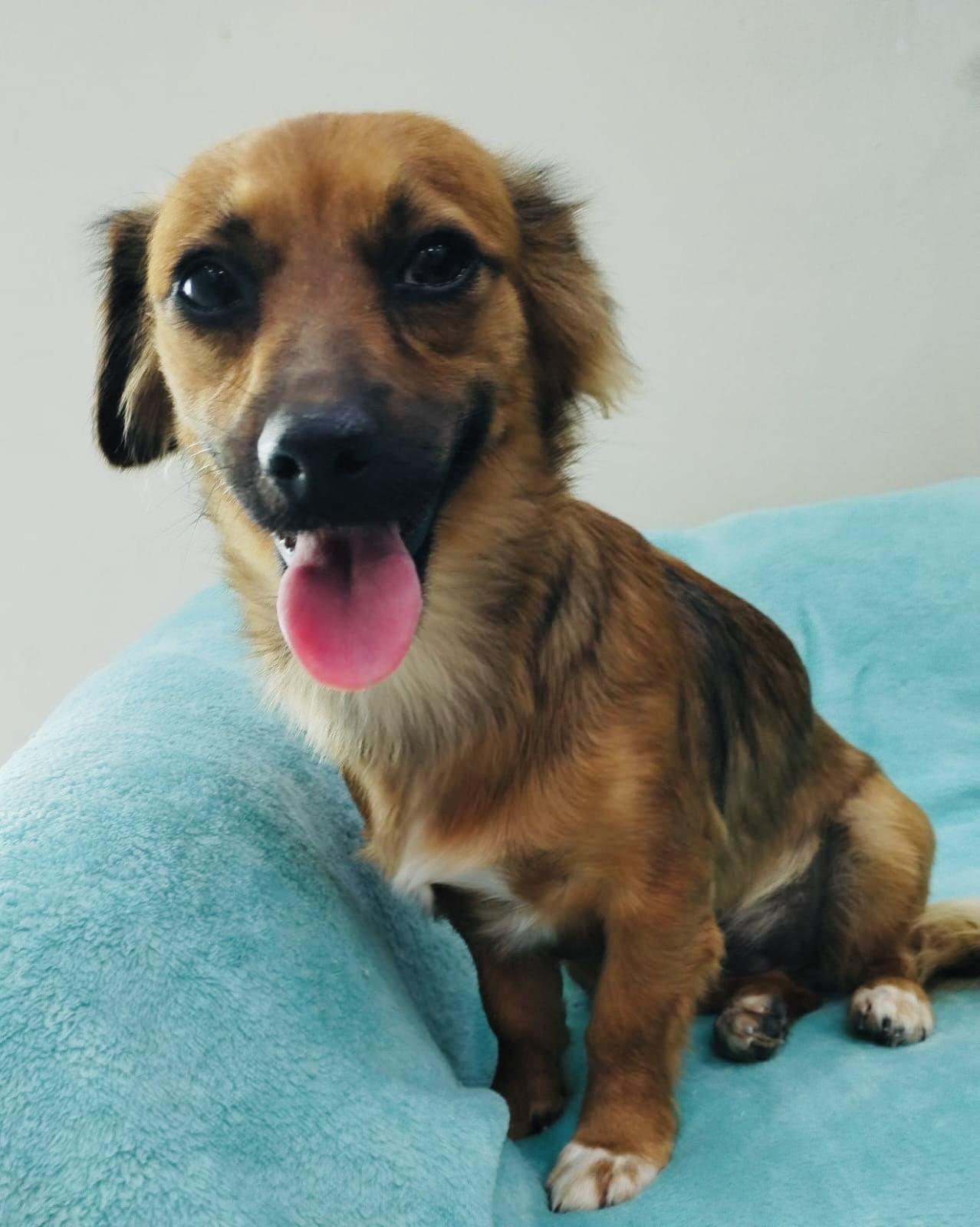 Sansa, a Adoptable mixed breed in Capitol Heights , MD image 5/6