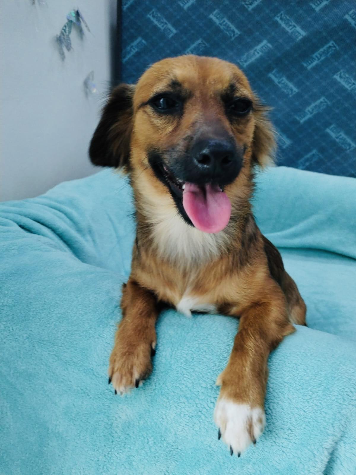 Sansa, a Adoptable mixed breed in Capitol Heights , MD image 2/6