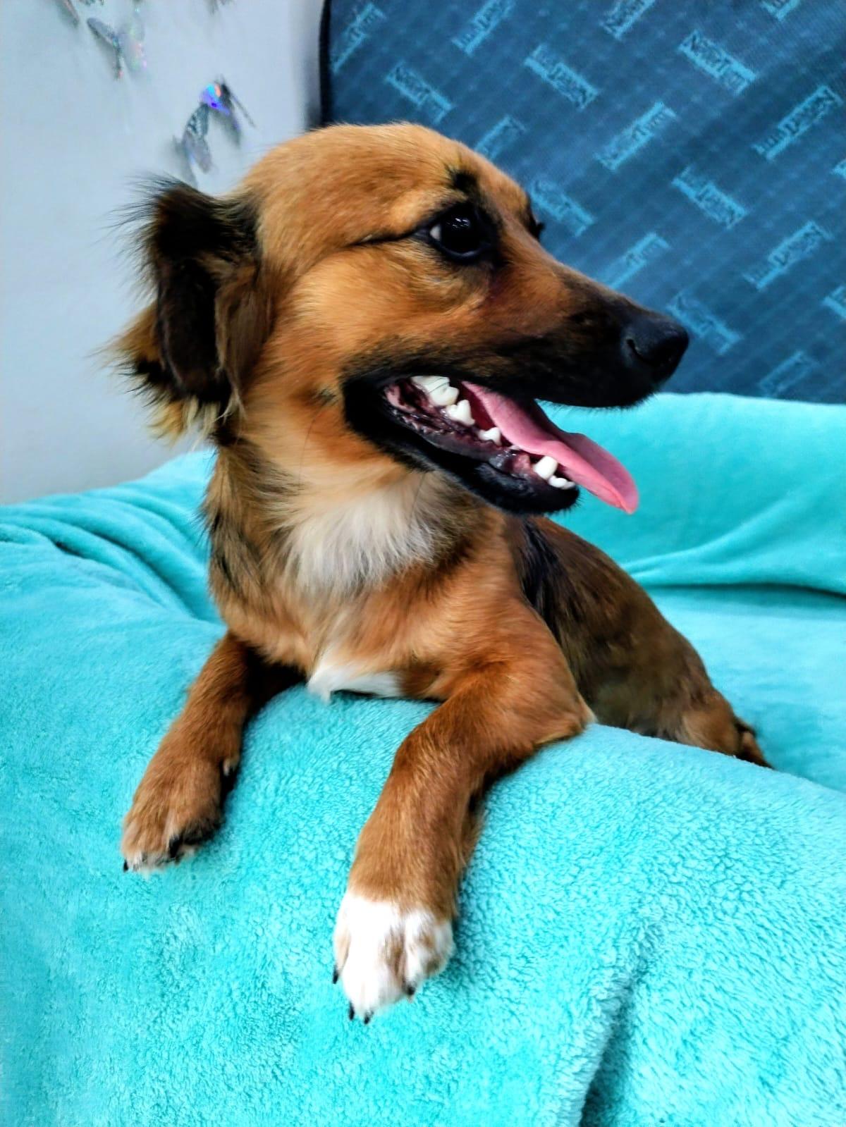 Sansa, a Adoptable mixed breed in Capitol Heights , MD image 6/6