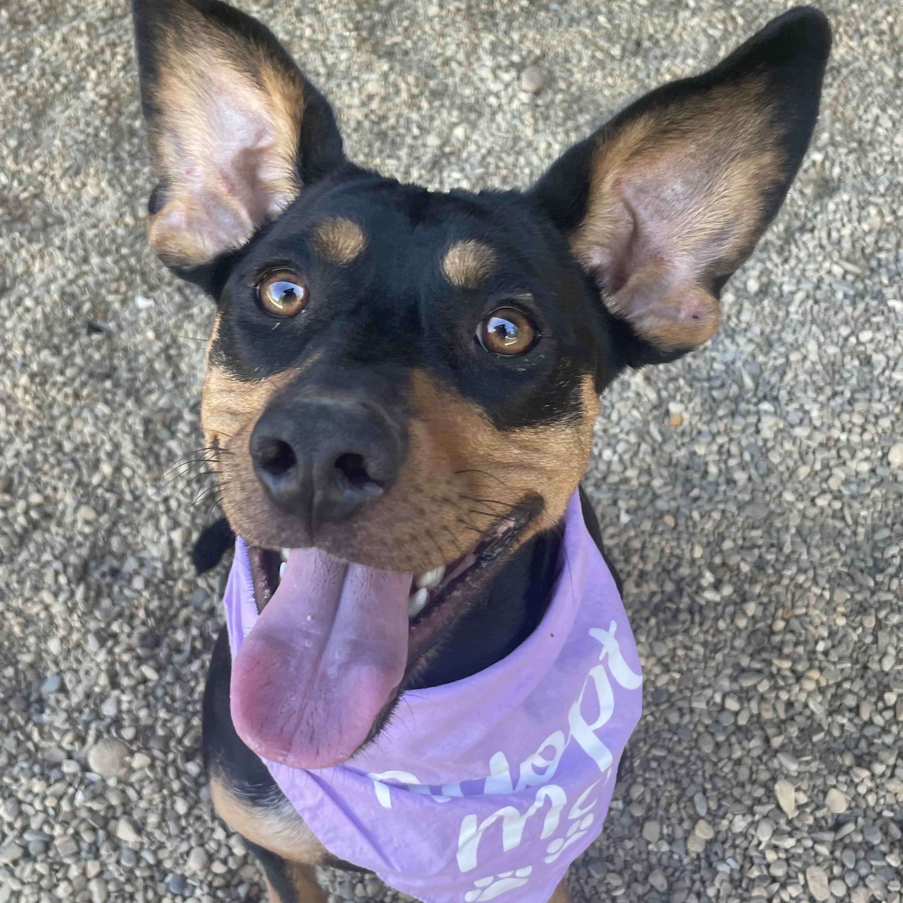 Enlarge Chloe, a Adoptable mixed breed in Lacon, IL image 2/6