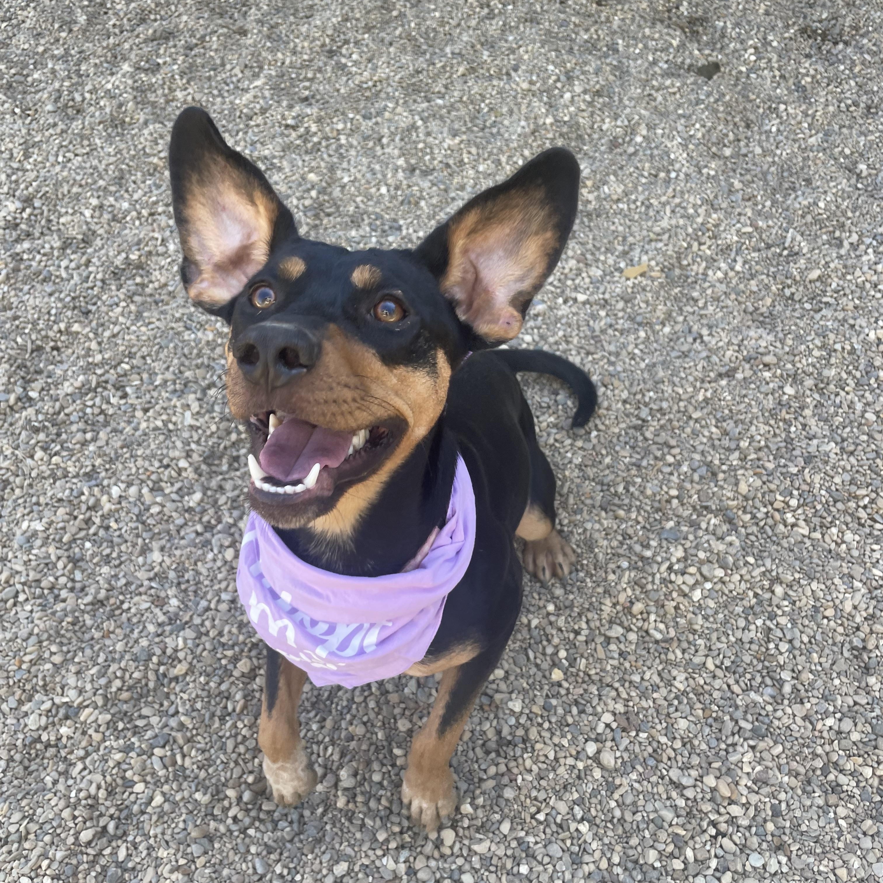 Enlarge Chloe, a Adoptable mixed breed in Lacon, IL image 6/6