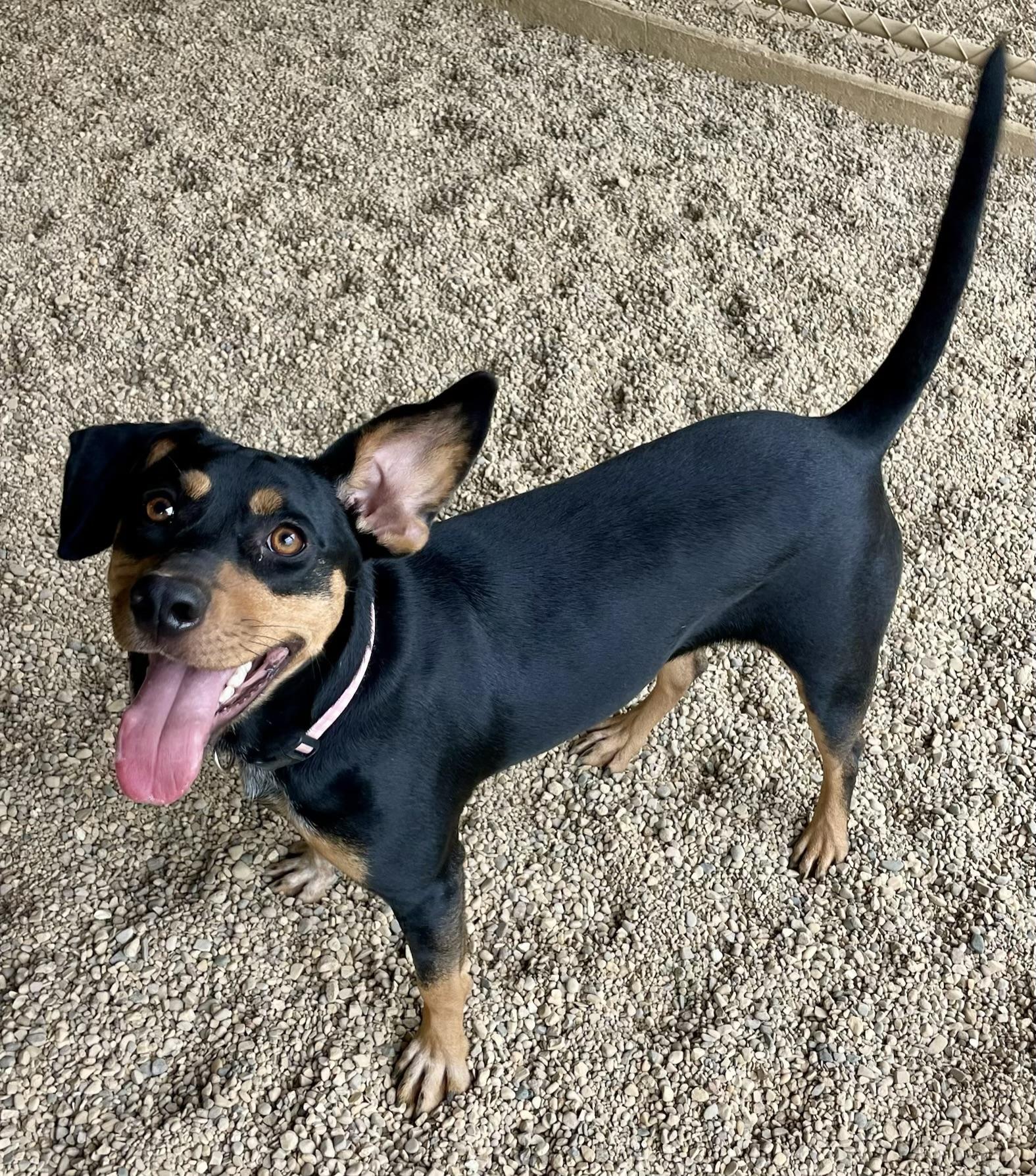 Enlarge Chloe, a Adoptable mixed breed in Lacon, IL image 4/6