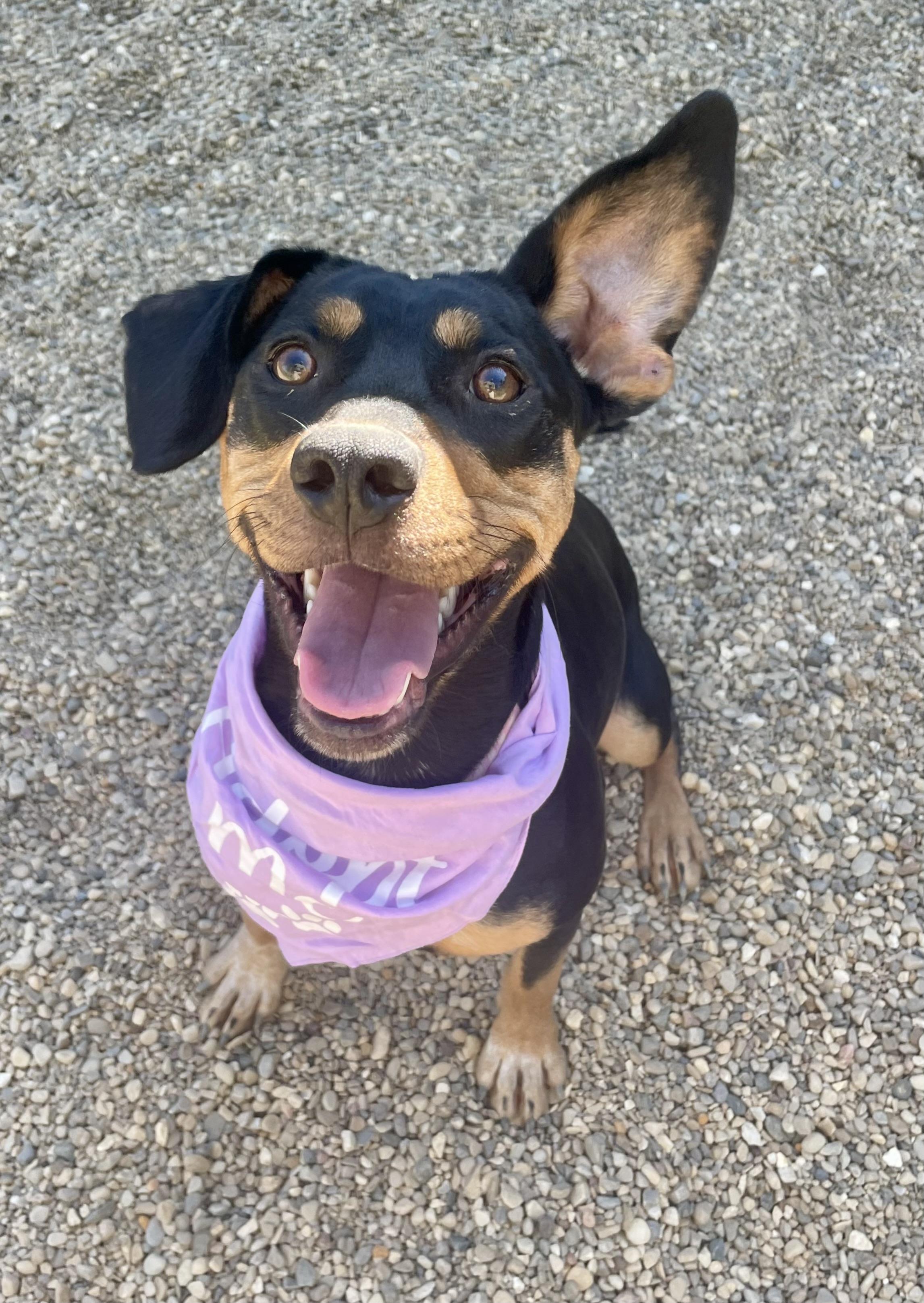 Chloe, Adoptable, Young Female Cattle Dog.