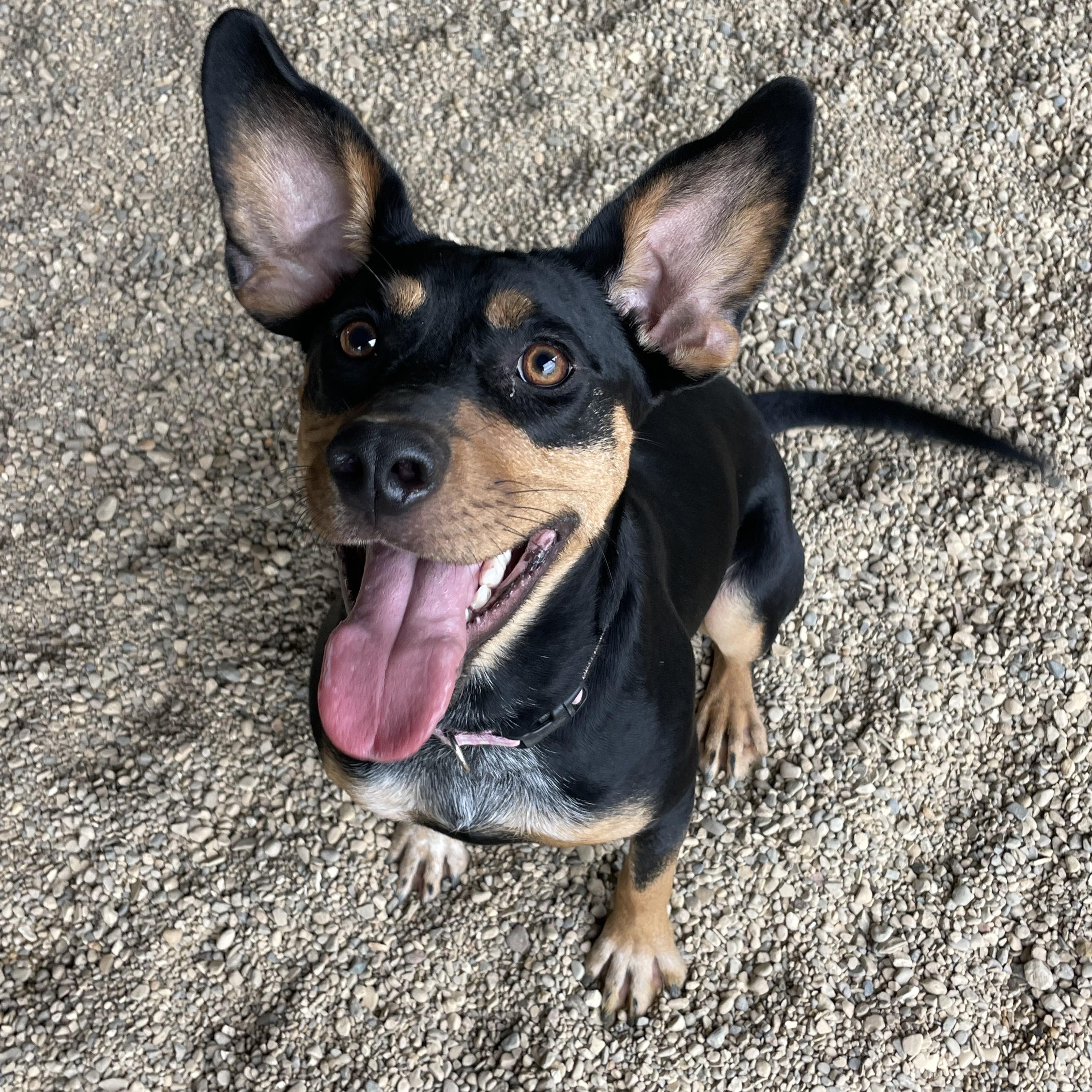 Enlarge Chloe, a Adoptable mixed breed in Lacon, IL image 3/6