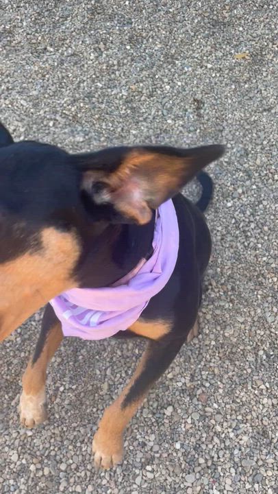 Enlarge Chloe, a Adoptable mixed breed in Lacon, IL video 5/6