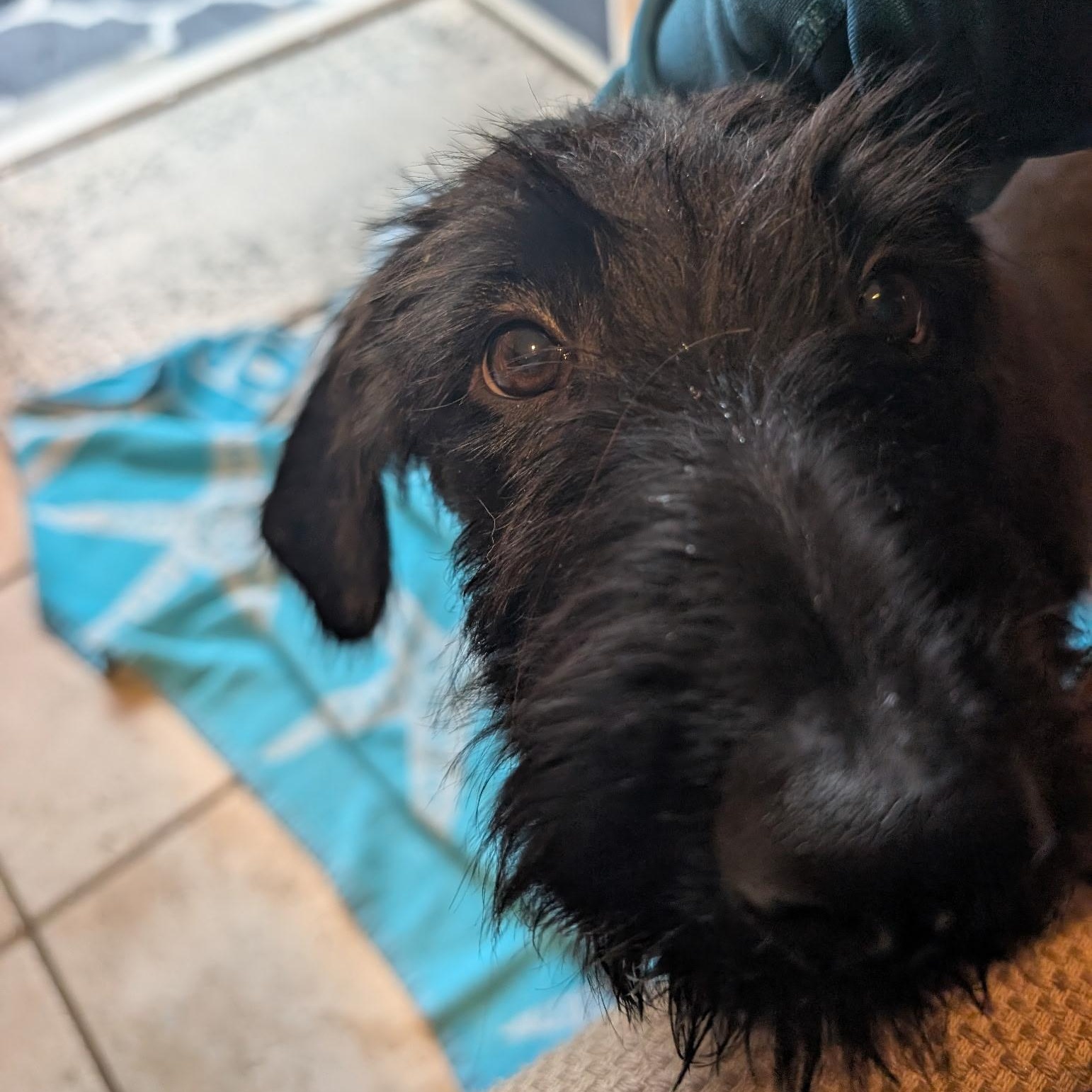 Enlarge BART-GEORGIA, a Adoptable Labradoodle in Augusta, GA image 3/6