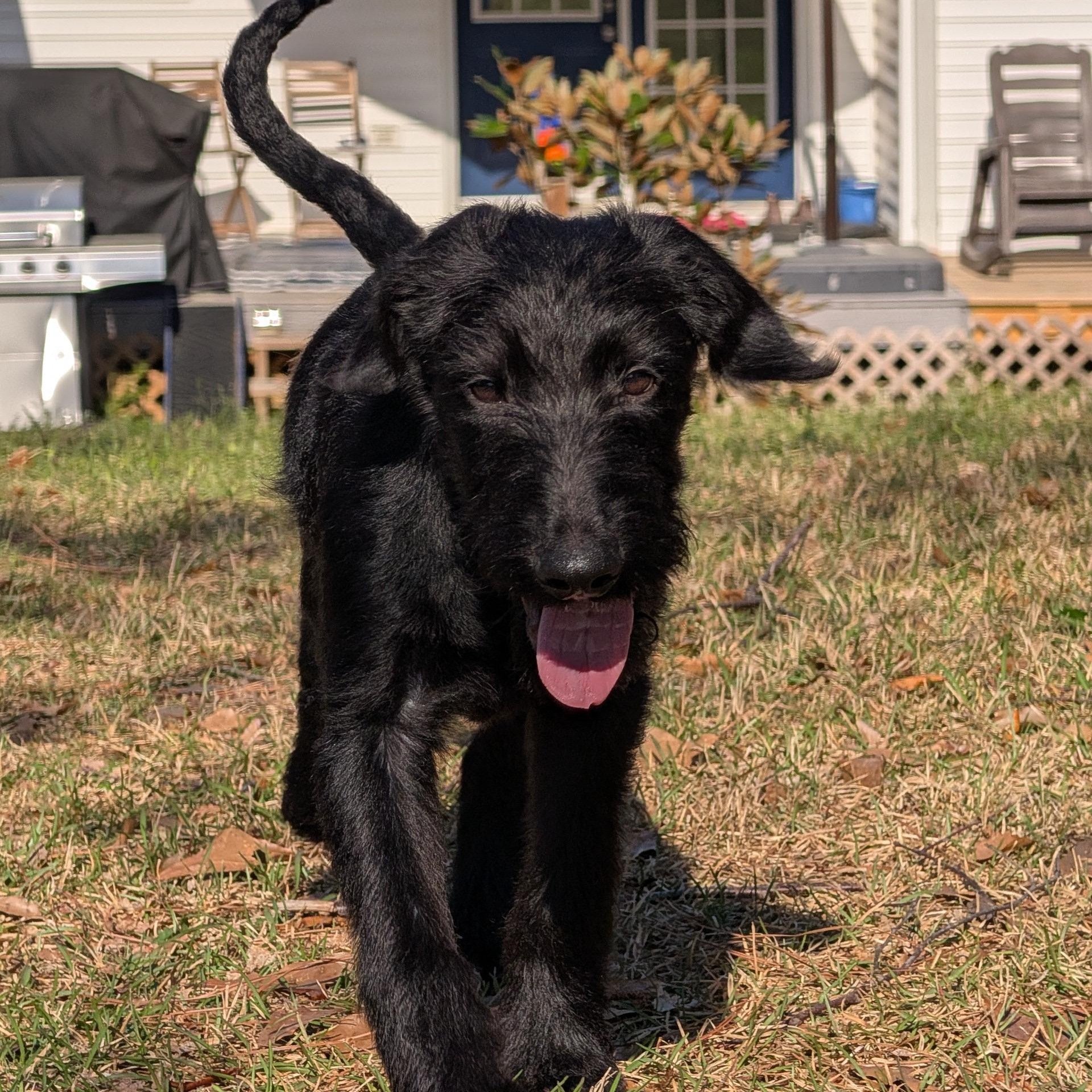 Enlarge BART-GEORGIA, a Adoptable Labradoodle in Augusta, GA image 2/6