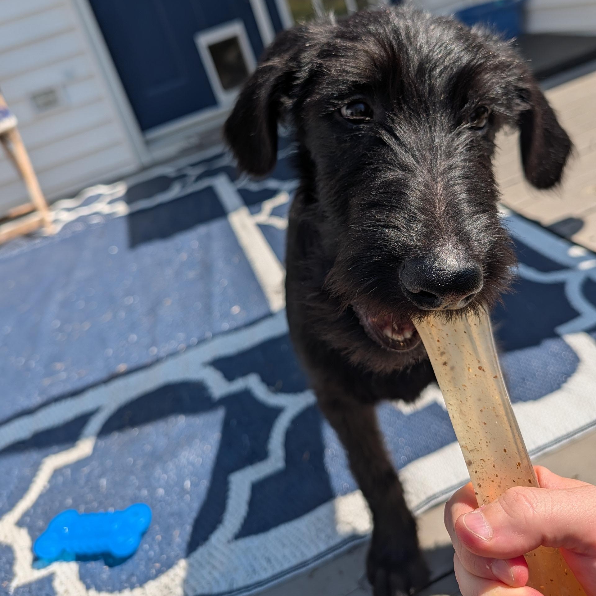 Enlarge BART-GEORGIA, a Adoptable Labradoodle in Augusta, GA image 5/6
