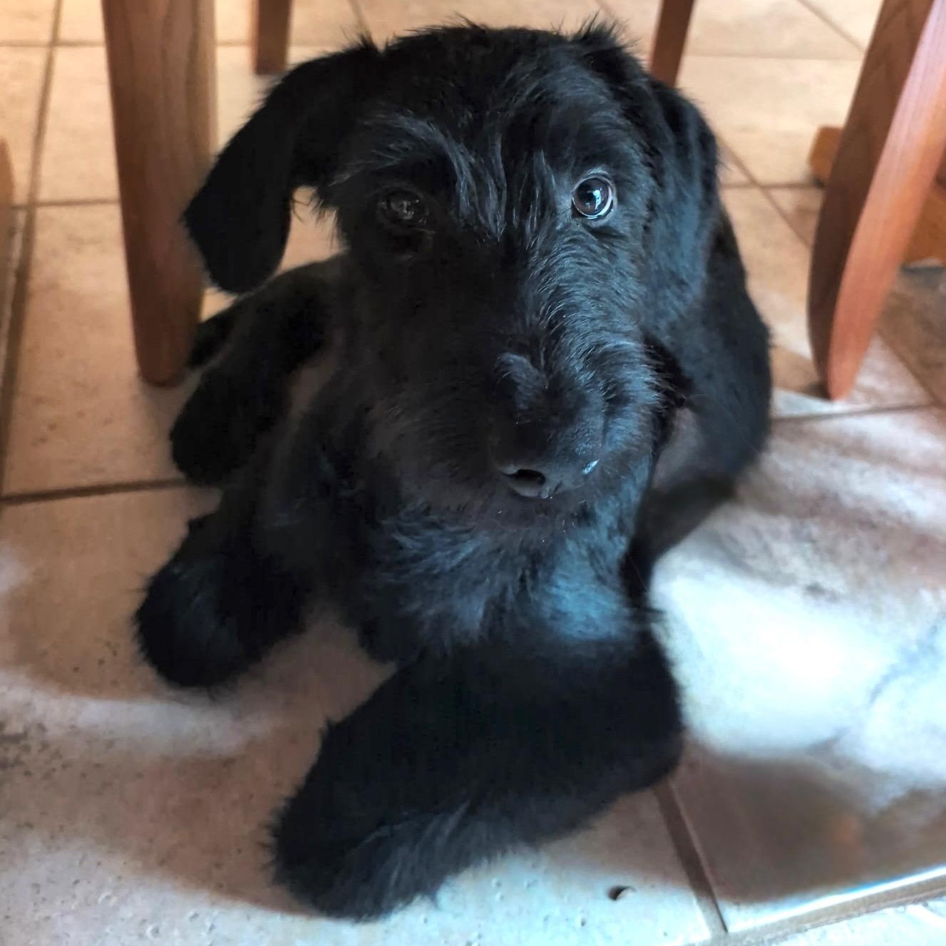 Enlarge BART-GEORGIA, a Adoptable Labradoodle in Augusta, GA image 4/6