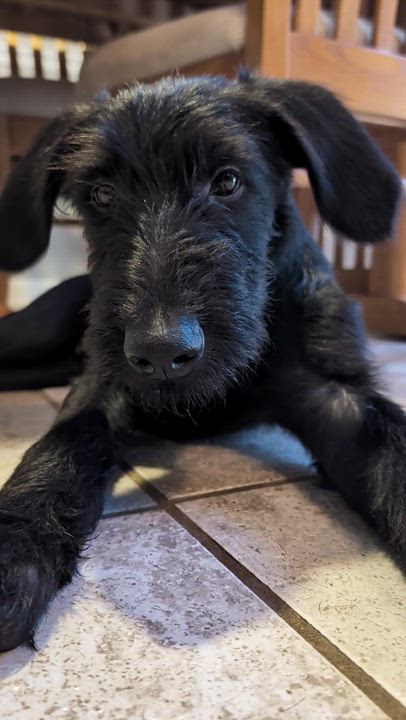 Enlarge BART-GEORGIA, a Adoptable Labradoodle in Augusta, GA video 6/6