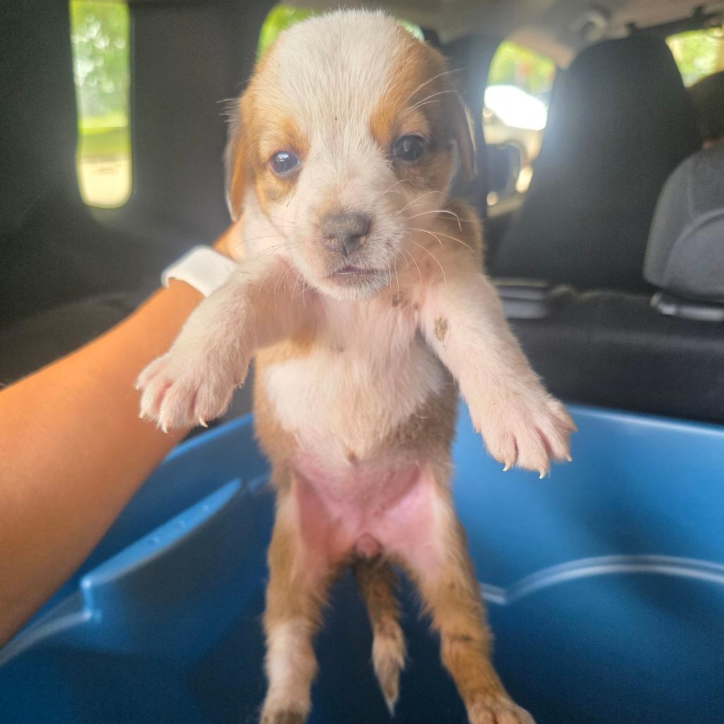 Piglet, Adoptable, Puppy Female Collie.