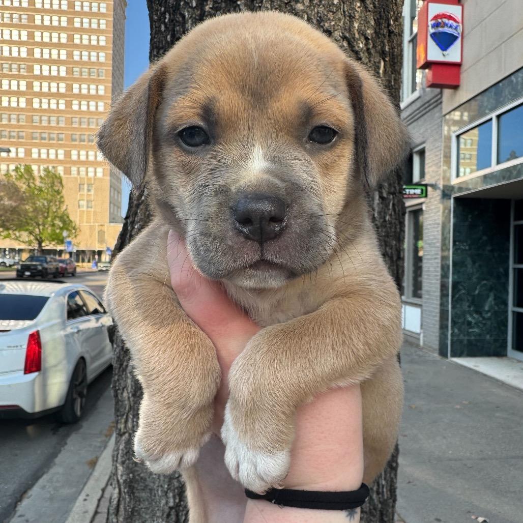 Enlarge Doc McStuffins, a Adoptable Pit Bull Terrier in Waco, TX image 2/2