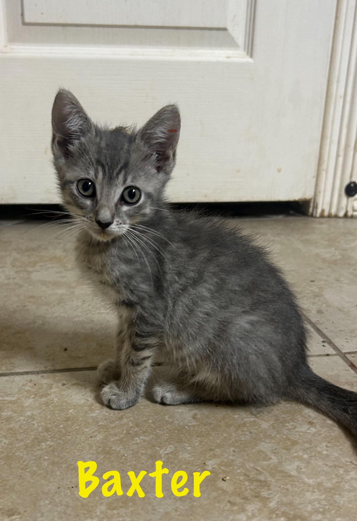 Baxter, an adoptable Domestic Short Hair in Mabank, TX, 75156 | Photo Image 1