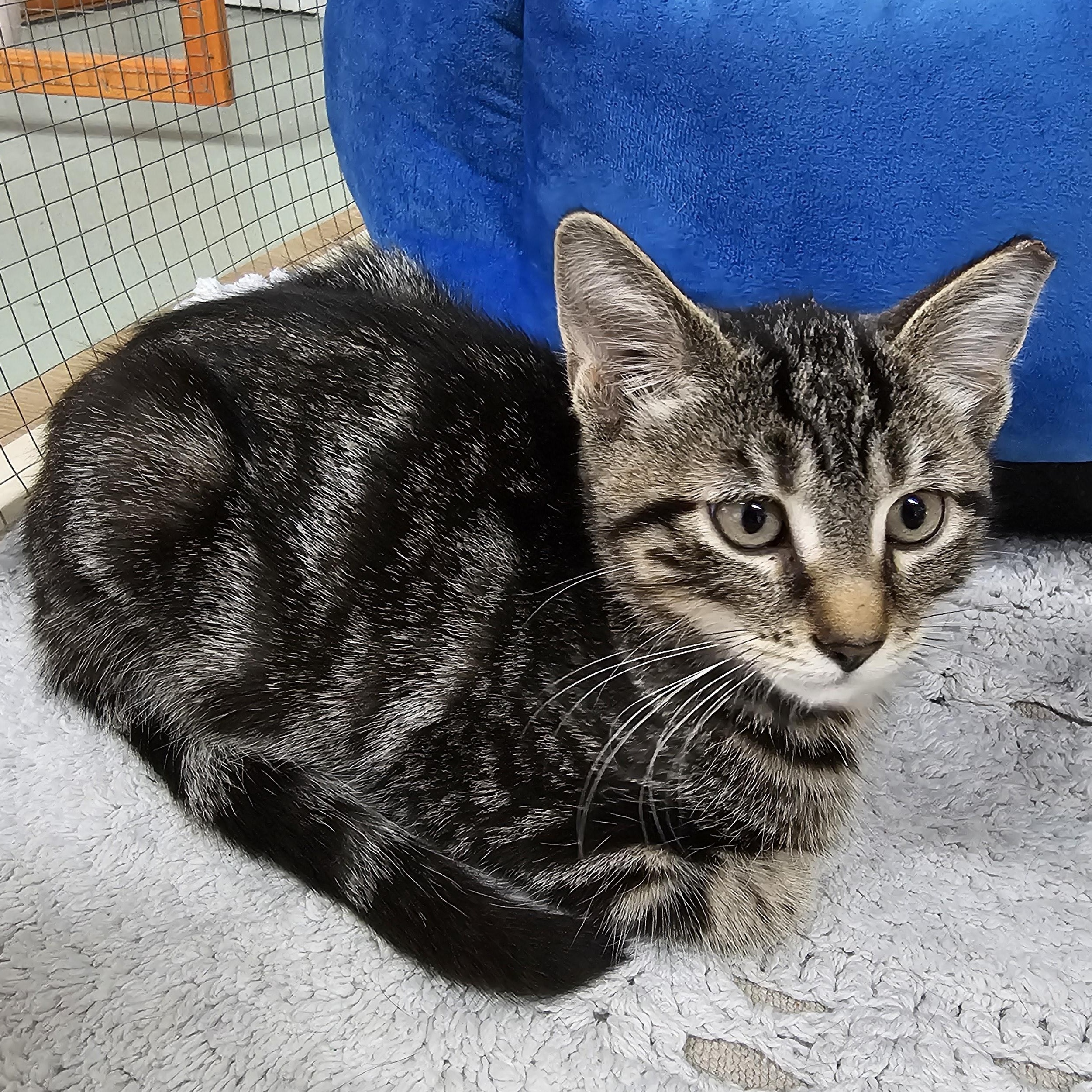 Chestnut, ADOPTABLE, Kitten Male Domestic Short Hair.