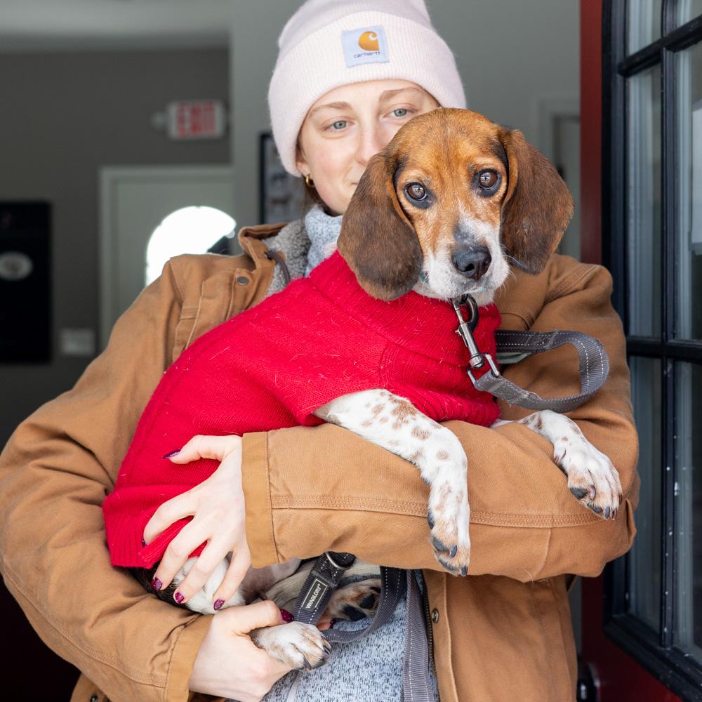 Enlarge Sasha (Female) , a Adoptable mixed breed in West Grove, PA image 2/6