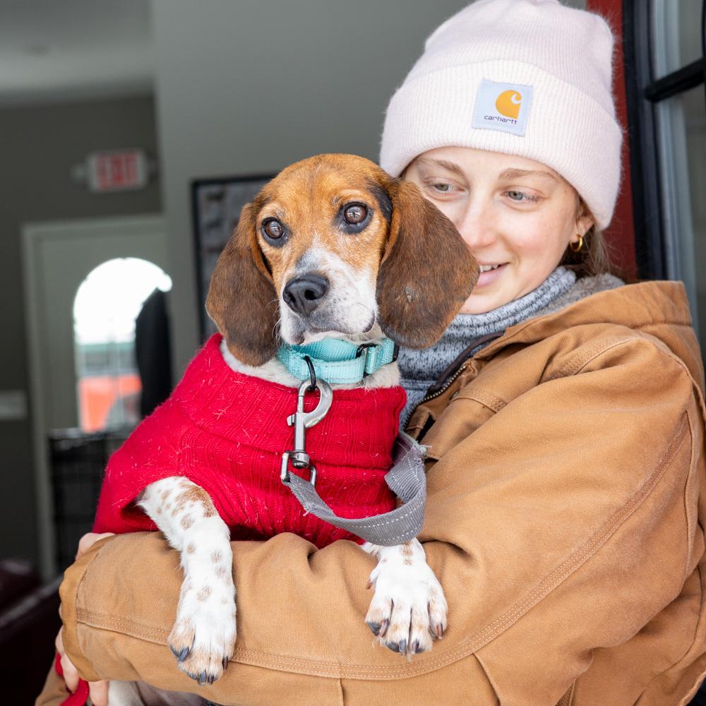 Enlarge Sasha (Female) , a Adoptable mixed breed in West Grove, PA image 5/6
