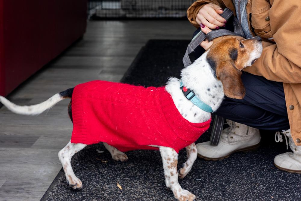 Enlarge Sasha (Female) , a Adoptable mixed breed in West Grove, PA image 4/6