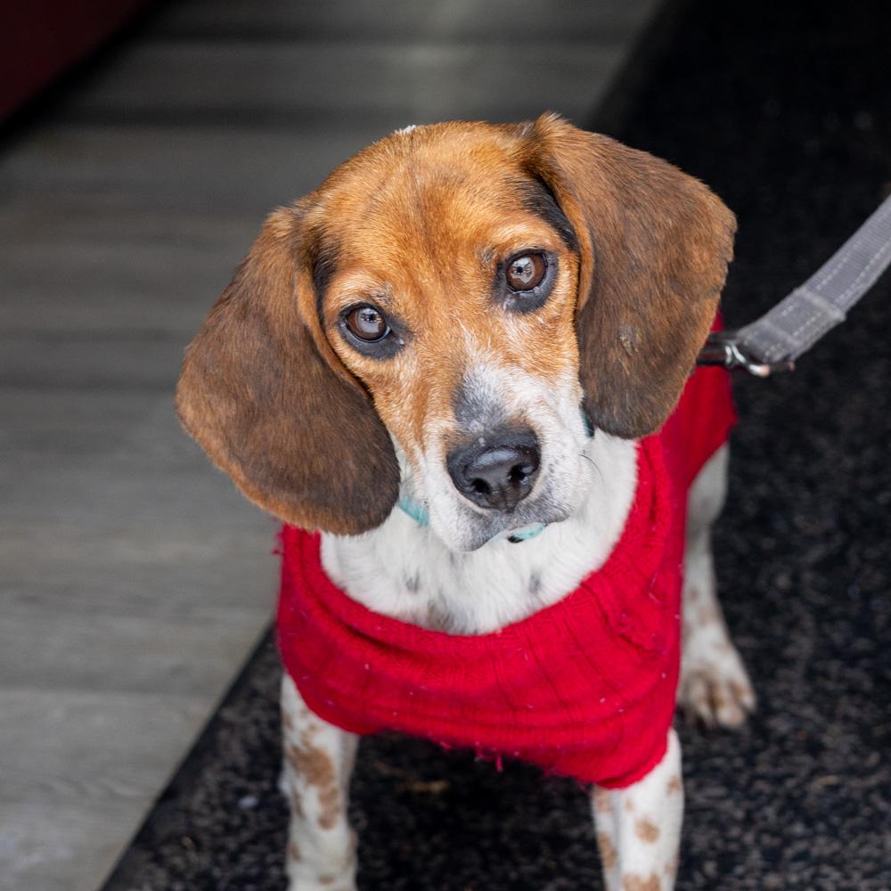 Enlarge Sasha (Female) , a Adoptable mixed breed in West Grove, PA image 3/6