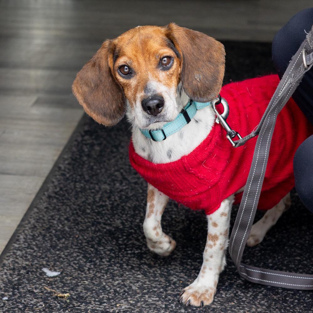 Enlarge Sasha (Female) , a Adoptable mixed breed in West Grove, PA image 1/6