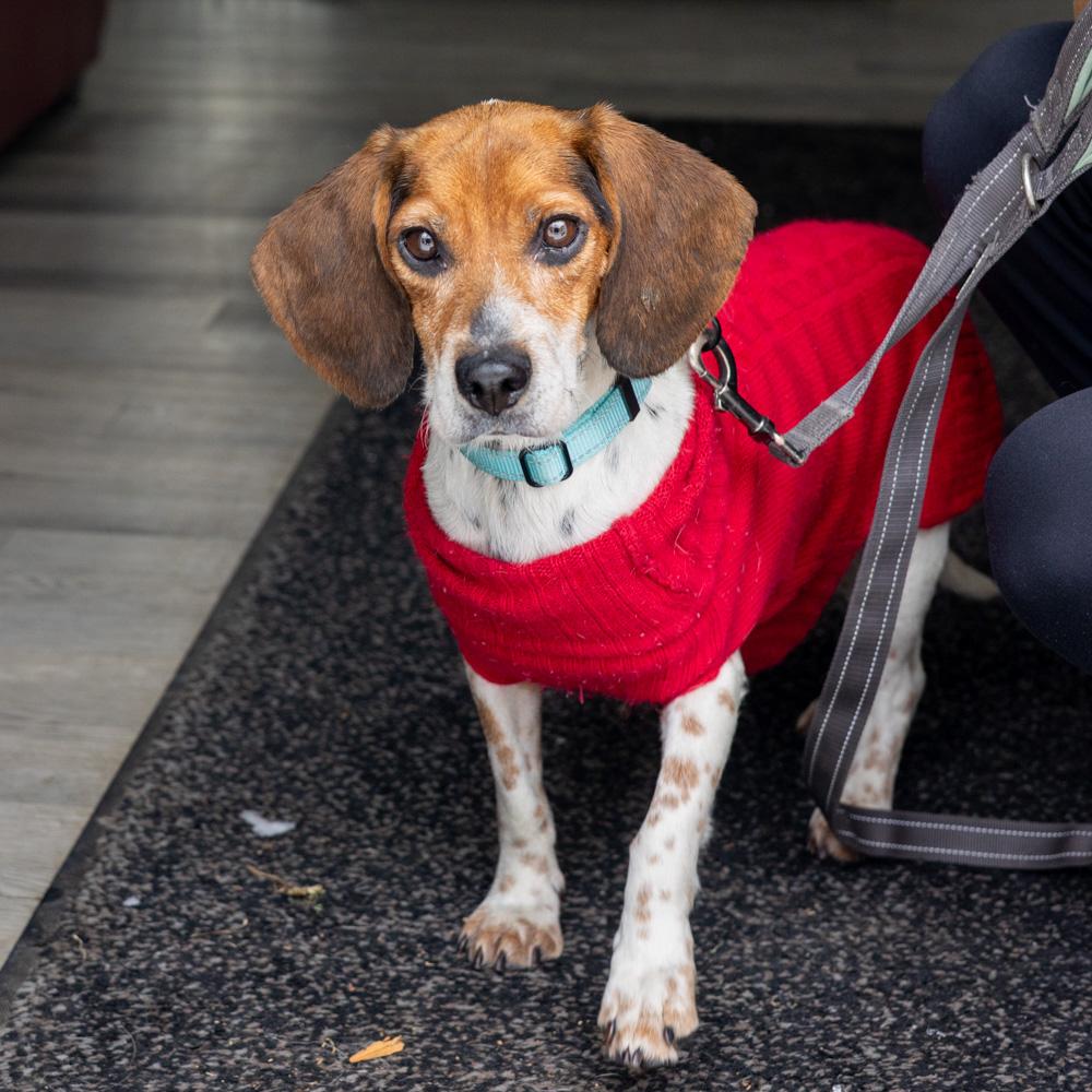 Enlarge Sasha (Female) , a Adoptable mixed breed in West Grove, PA image 6/6