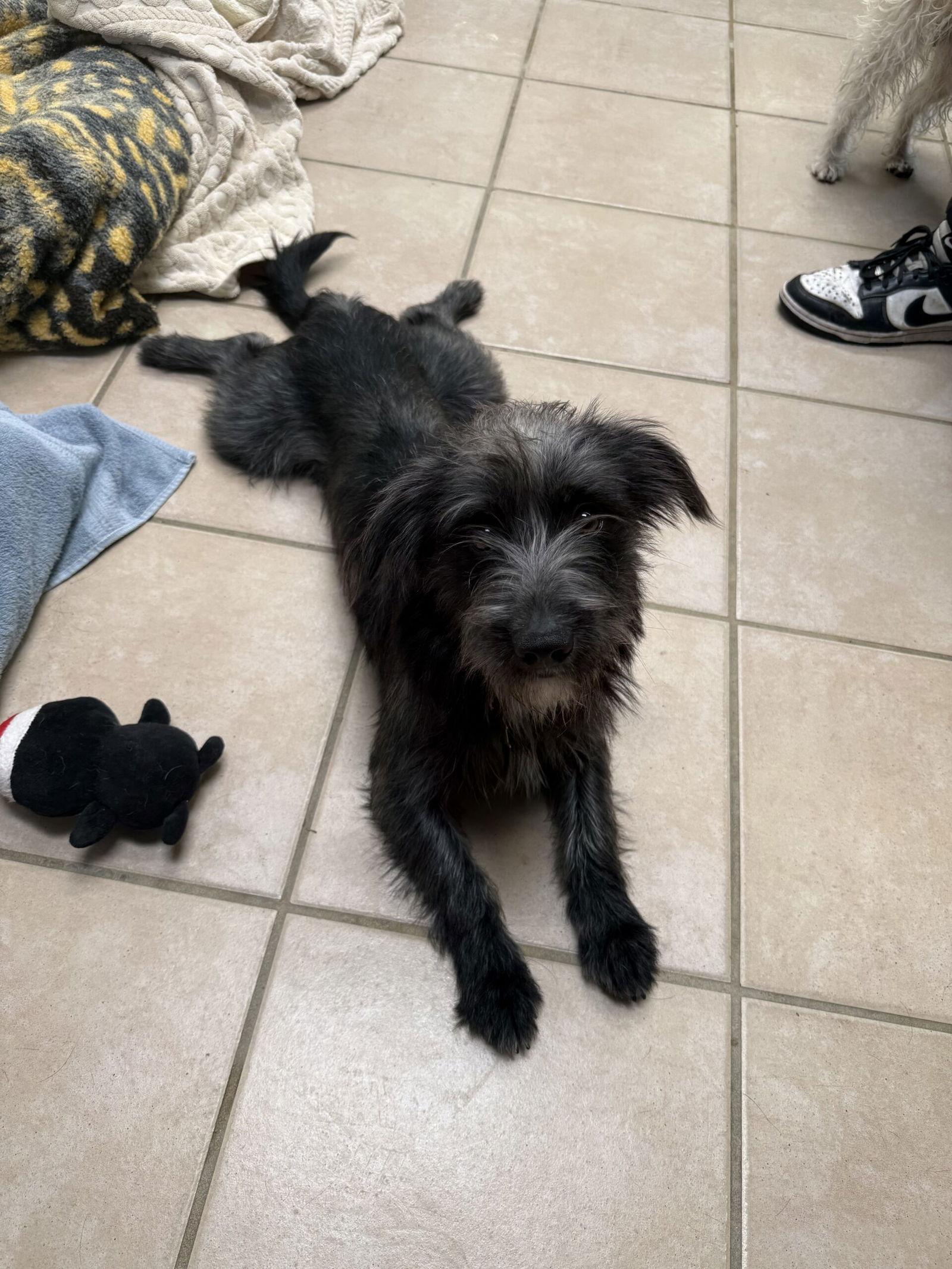 Enlarge Newman, a Adopted Mixed Breed in Seal Beach, CA image 1/3