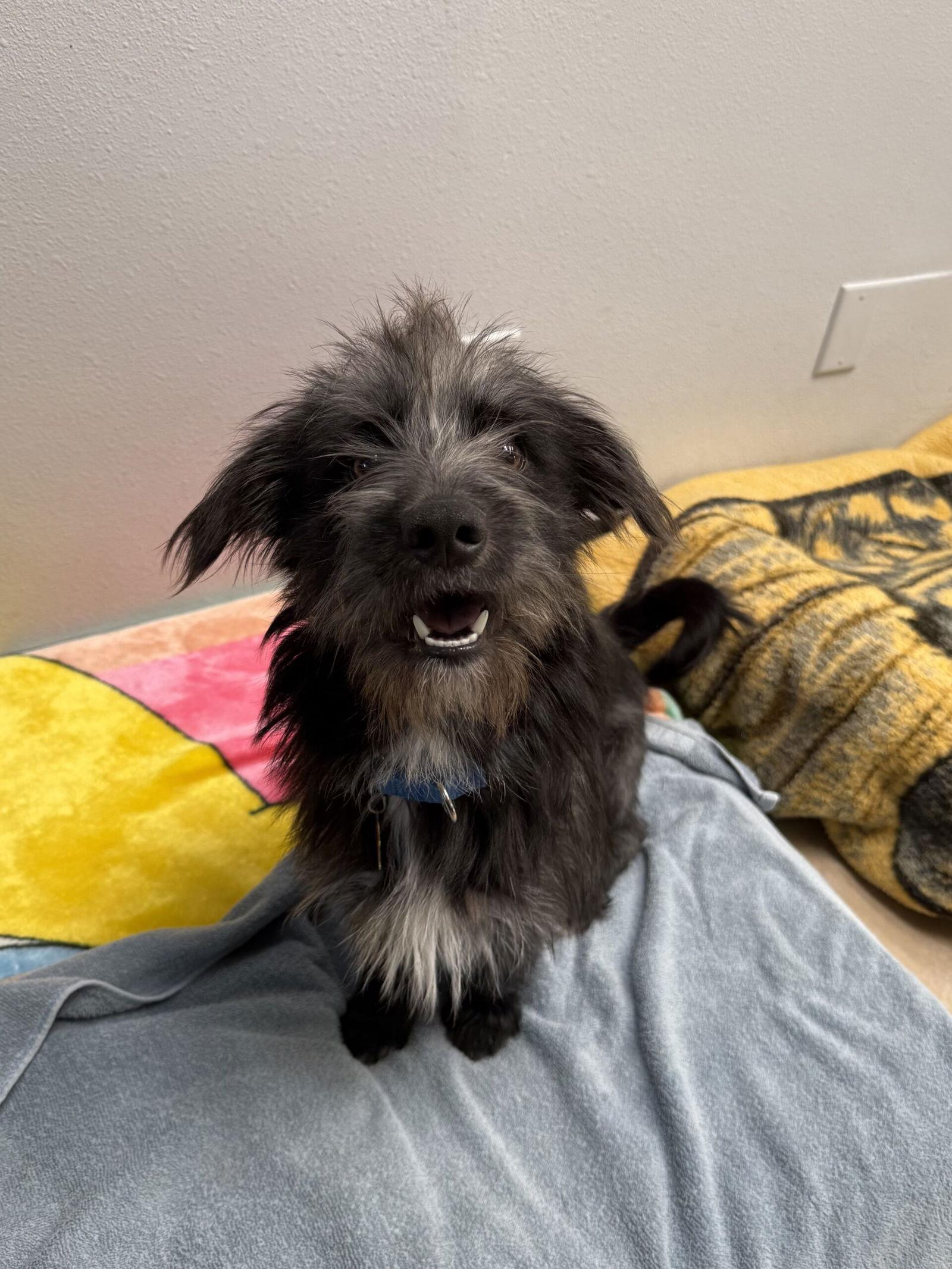 Enlarge Newman, a Adopted Mixed Breed in Seal Beach, CA image 2/3