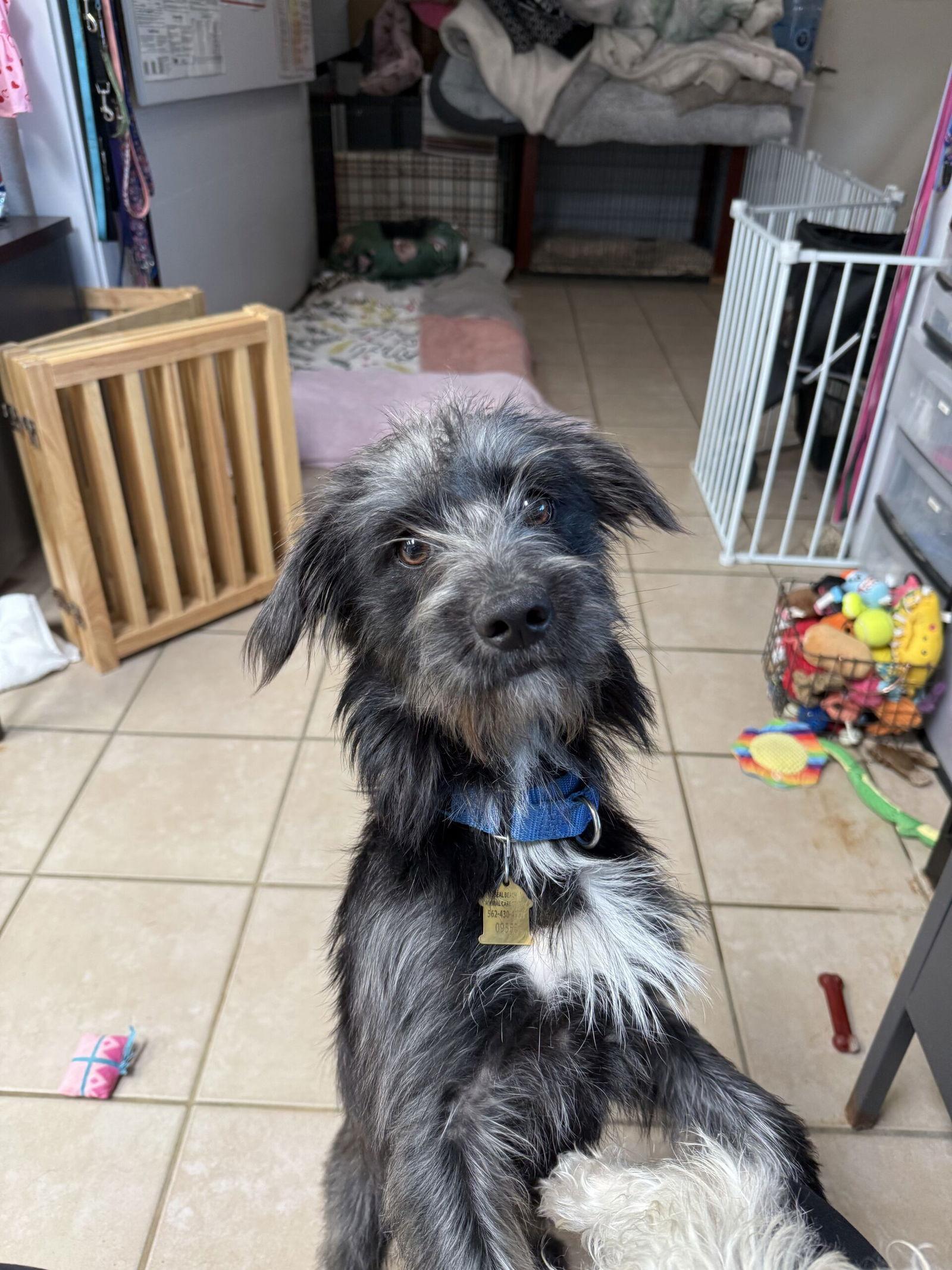 Enlarge Newman, a Adopted Mixed Breed in Seal Beach, CA image 3/3