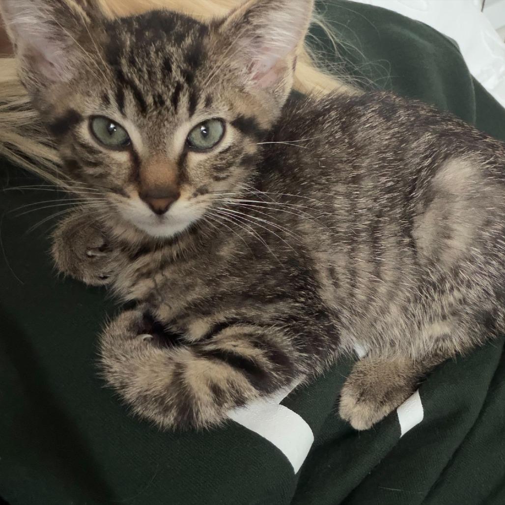Enlarge Calcifer, a Adoptable Domestic Short Hair in Saskatoon, SK image 1/5