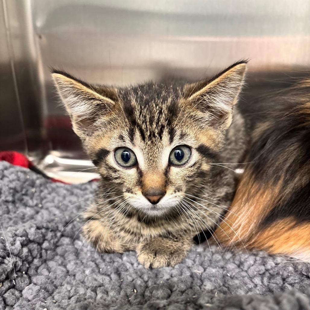 Enlarge Calcifer, a Adoptable Domestic Short Hair in Saskatoon, SK image 2/5