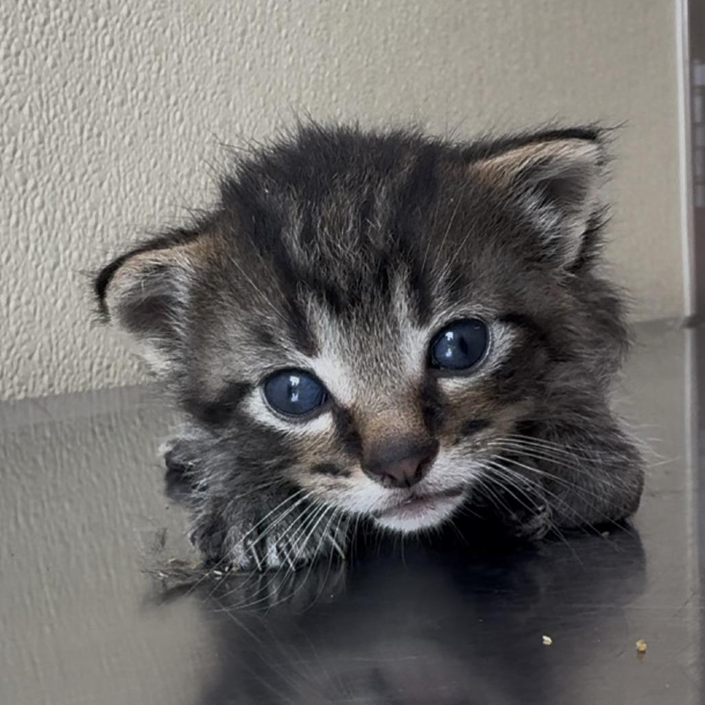 Enlarge Calcifer, a Adoptable Domestic Short Hair in Saskatoon, SK image 3/5