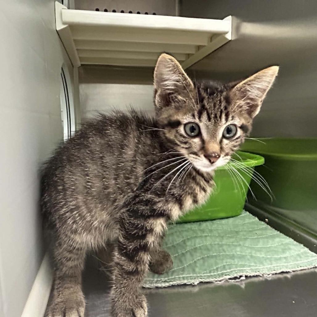 Enlarge Calcifer, a Adoptable Domestic Short Hair in Saskatoon, SK image 4/5