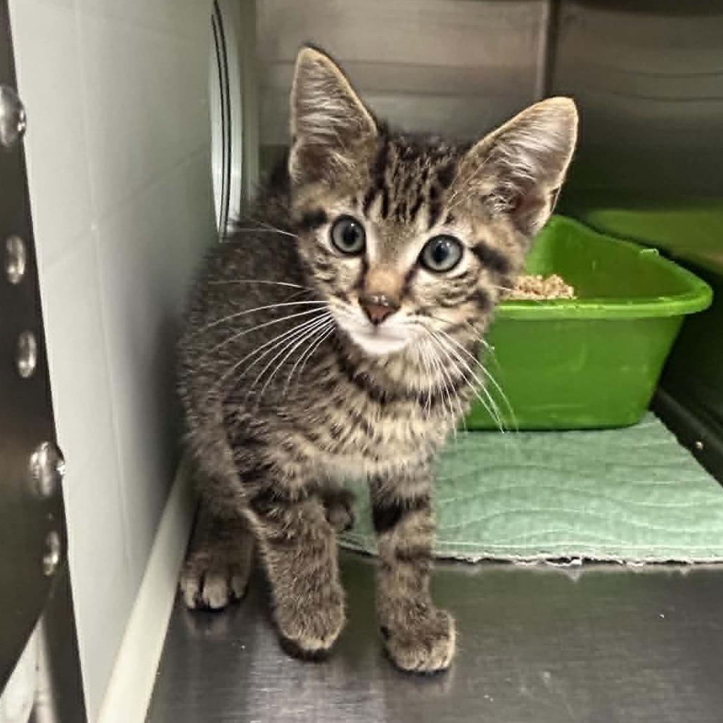 Enlarge Calcifer, a Adoptable Domestic Short Hair in Saskatoon, SK image 5/5