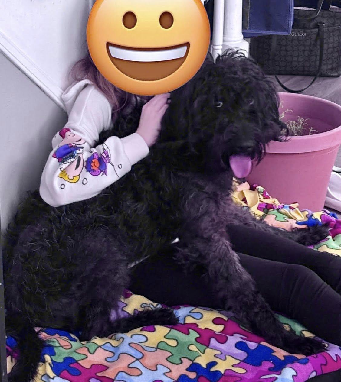 Nyx, ADOPTABLE, Young Male Poodle & Labradoodle.