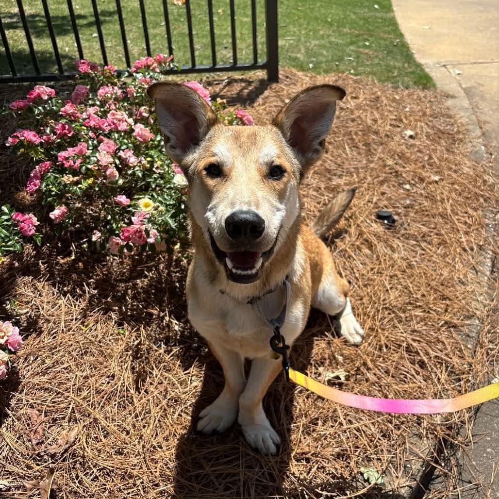 NED, a Adoptable mixed breed in Bradenton, FL image 1/5