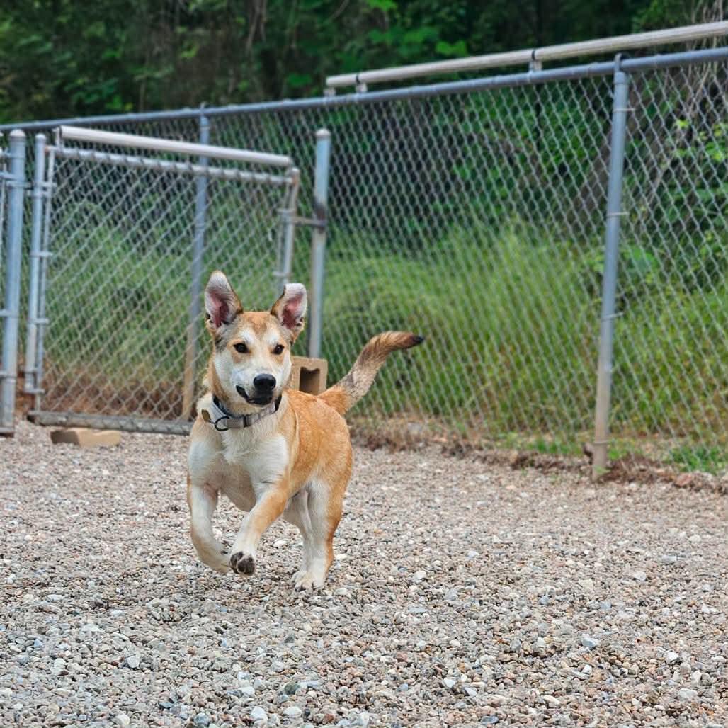NED, a Adoptable mixed breed in Bradenton, FL image 1/5