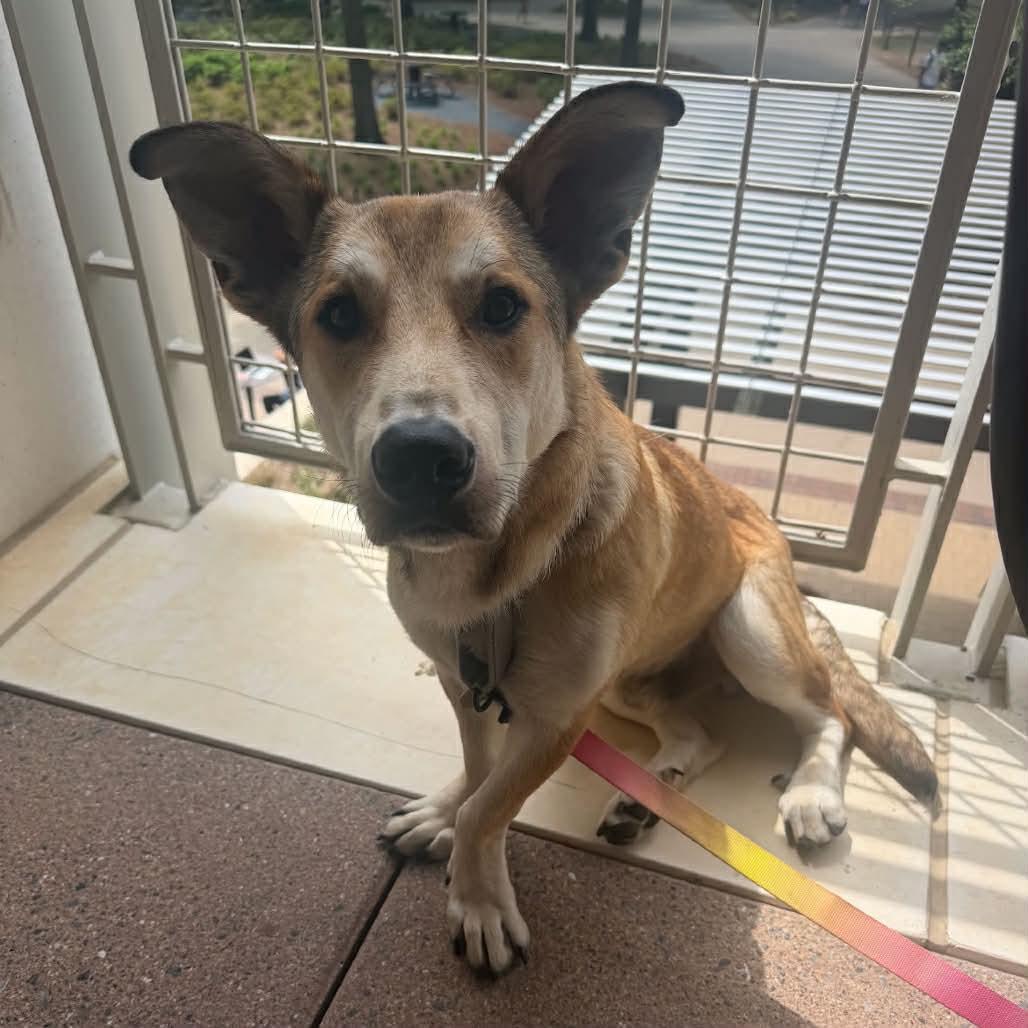 NED, a Adoptable mixed breed in Bradenton, FL image 2/5