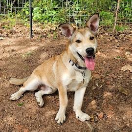 NED, a Adoptable mixed breed in Bradenton, FL image 3/5